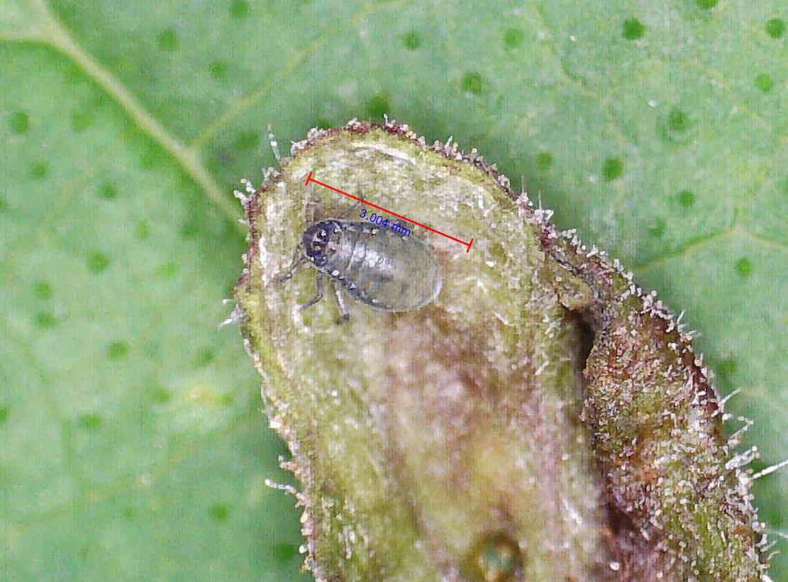 Rice Root Aphid Nymph - Tetraneura akinire Nymph was just over 3mm.<br />
<br />
Pubescent, pouch-like galls on short, green stalks on the upperside of the leaves. The undersides of the galls were fuzzy and open. Most of the galls were in clusters of various sizes. Most galls had a single nymph, while a few had what looked like an adult, as well.<br />
<br />
Host: Ulmus<br />
<br />
<section class="video"><iframe width="448" height="252" src="https://player.vimeo.com/video/1082617655?title=0&byline=0&portrait=0" frameborder="0"></iframe></section><br />
<figure class="photo"><a href="https://www.jungledragon.com/image/168862/rice_root_aphid_-_tetraneura_akinire.html" title="Rice Root Aphid - Tetraneura akinire"><img src="https://s3.amazonaws.com/media.jungledragon.com/images/3232/168862_thumb.jpg?AWSAccessKeyId=05GMT0V3GWVNE7GGM1R2&Expires=1767225610&Signature=AmZb0TUTnceYiZ7oPg%2FWmgz61O4%3D" width="200" height="148" alt="Rice Root Aphid - Tetraneura akinire Pubescent, pouch-like galls on short, green stalks on the upperside of the leaves. The undersides of the galls were fuzzy and open. Most of the galls were in clusters of various sizes. Most galls had a single nymph, while a few had what looked like an adult, as well.<br />
<br />
Host: Ulmus<br />
<br />
https://vimeo.com/1082617655<br />
<br />
https://www.jungledragon.com/image/168862/rice_root_aphid_-_tetraneura_akinire.html<br />
https://www.jungledragon.com/image/168861/rice_root_aphid_nymph_-_tetraneura_akinire.html<br />
https://www.jungledragon.com/image/168865/rice_root_aphid_-_tetraneura_akinire.html<br />
https://www.jungledragon.com/image/168864/rice_root_aphid_gall_underside_-_tetraneura_akinire.html<br />
https://www.jungledragon.com/image/168863/rice_root_aphid_-_tetraneura_akinire.html Geotagged,Rice Root Aphid,Spring,Tetraneura,Tetraneura akinire,Ulmus,United States,elm,elm gall,gall" /></a></figure><br />
<figure class="photo"><a href="https://www.jungledragon.com/image/168861/rice_root_aphid_nymph_-_tetraneura_akinire.html" title="Rice Root Aphid Nymph - Tetraneura akinire"><img src="https://s3.amazonaws.com/media.jungledragon.com/images/3232/168861_thumb.jpg?AWSAccessKeyId=05GMT0V3GWVNE7GGM1R2&Expires=1767225610&Signature=l3d5upyVcT6enw9H9GUktwOSAo4%3D" width="200" height="148" alt="Rice Root Aphid Nymph - Tetraneura akinire Nymph was just over 3mm.<br />
<br />
Pubescent, pouch-like galls on short, green stalks on the upperside of the leaves. The undersides of the galls were fuzzy and open. Most of the galls were in clusters of various sizes. Most galls had a single nymph, while a few had what looked like an adult, as well.<br />
<br />
Host: Ulmus<br />
<br />
https://vimeo.com/1082617655<br />
https://www.jungledragon.com/image/168862/rice_root_aphid_-_tetraneura_akinire.html<br />
https://www.jungledragon.com/image/168861/rice_root_aphid_nymph_-_tetraneura_akinire.html<br />
https://www.jungledragon.com/image/168865/rice_root_aphid_-_tetraneura_akinire.html<br />
https://www.jungledragon.com/image/168864/rice_root_aphid_gall_underside_-_tetraneura_akinire.html<br />
https://www.jungledragon.com/image/168863/rice_root_aphid_-_tetraneura_akinire.html Geotagged,Rice Root Aphid,Tetraneura akinire,United States" /></a></figure><br />
<figure class="photo"><a href="https://www.jungledragon.com/image/168865/rice_root_aphid_-_tetraneura_akinire.html" title="Rice Root Aphid - Tetraneura akinire"><img src="https://s3.amazonaws.com/media.jungledragon.com/images/3232/168865_thumb.jpg?AWSAccessKeyId=05GMT0V3GWVNE7GGM1R2&Expires=1767225610&Signature=fFBrh0KjKJwWdZ%2F3lRvSvkQAjYM%3D" width="112" height="152" alt="Rice Root Aphid - Tetraneura akinire Pubescent, pouch-like galls on short, green stalks on the upperside of the leaves. The undersides of the galls were fuzzy and open. Most of the galls were in clusters of various sizes. Most galls had a single nymph, while a few had what looked like an adult, as well.<br />
<br />
Host: Ulmus<br />
<br />
https://vimeo.com/1082617655<br />
<br />
https://www.jungledragon.com/image/168862/rice_root_aphid_-_tetraneura_akinire.html<br />
https://www.jungledragon.com/image/168861/rice_root_aphid_nymph_-_tetraneura_akinire.html<br />
https://www.jungledragon.com/image/168865/rice_root_aphid_-_tetraneura_akinire.html<br />
https://www.jungledragon.com/image/168864/rice_root_aphid_gall_underside_-_tetraneura_akinire.html<br />
https://www.jungledragon.com/image/168863/rice_root_aphid_-_tetraneura_akinire.html<br />
 Geotagged,Rice Root Aphid,Spring,Tetraneura akinire,United States" /></a></figure><br />
<figure class="photo"><a href="https://www.jungledragon.com/image/168864/rice_root_aphid_gall_underside_-_tetraneura_akinire.html" title="Rice Root Aphid (Gall Underside) - Tetraneura akinire"><img src="https://s3.amazonaws.com/media.jungledragon.com/images/3232/168864_thumb.jpg?AWSAccessKeyId=05GMT0V3GWVNE7GGM1R2&Expires=1767225610&Signature=6%2F7Kn9Uu1zaG228KScK2X7bIOGs%3D" width="200" height="150" alt="Rice Root Aphid (Gall Underside) - Tetraneura akinire Pubescent, pouch-like galls on short, green stalks on the upperside of the leaves. The undersides of the galls were fuzzy and open. Most of the galls were in clusters of various sizes. Most galls had a single nymph, while a few had what looked like an adult, as well.<br />
<br />
Host: Ulmus<br />
<br />
https://vimeo.com/1082617655<br />
<br />
https://www.jungledragon.com/image/168862/rice_root_aphid_-_tetraneura_akinire.html<br />
https://www.jungledragon.com/image/168861/rice_root_aphid_nymph_-_tetraneura_akinire.html<br />
https://www.jungledragon.com/image/168865/rice_root_aphid_-_tetraneura_akinire.html<br />
https://www.jungledragon.com/image/168864/rice_root_aphid_gall_underside_-_tetraneura_akinire.html<br />
https://www.jungledragon.com/image/168863/rice_root_aphid_-_tetraneura_akinire.html Geotagged,Rice Root Aphid,Spring,Tetraneura akinire,United States" /></a></figure><br />
<figure class="photo"><a href="https://www.jungledragon.com/image/168863/rice_root_aphid_-_tetraneura_akinire.html" title="Rice Root Aphid - Tetraneura akinire"><img src="https://s3.amazonaws.com/media.jungledragon.com/images/3232/168863_thumb.jpg?AWSAccessKeyId=05GMT0V3GWVNE7GGM1R2&Expires=1767225610&Signature=NqrxLJsZtg33mxDag4syRCqkeMY%3D" width="132" height="152" alt="Rice Root Aphid - Tetraneura akinire Pubescent, pouch-like galls on short, green stalks on the upperside of the leaves. The undersides of the galls were fuzzy and open. Most of the galls were in clusters of various sizes. Most galls had a single nymph, while a few had what looked like an adult, as well.<br />
<br />
Host: Ulmus<br />
<br />
https://vimeo.com/1082617655<br />
<br />
https://www.jungledragon.com/image/168862/rice_root_aphid_-_tetraneura_akinire.html<br />
https://www.jungledragon.com/image/168861/rice_root_aphid_nymph_-_tetraneura_akinire.html<br />
https://www.jungledragon.com/image/168865/rice_root_aphid_-_tetraneura_akinire.html<br />
https://www.jungledragon.com/image/168864/rice_root_aphid_gall_underside_-_tetraneura_akinire.html<br />
https://www.jungledragon.com/image/168863/rice_root_aphid_-_tetraneura_akinire.html Geotagged,Rice Root Aphid,Spring,Tetraneura akinire,United States" /></a></figure> Geotagged,Rice Root Aphid,Tetraneura akinire,United States