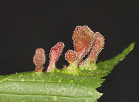 Rice Root Aphid - Tetraneura akinire Pubescent, pouch-like galls on short, green stalks on the upperside of the leaves. The undersides of the galls were fuzzy and open. Most of the galls were in clusters of various sizes. Most galls had a single nymph, while a few had what looked like an adult, as well.<br />
<br />
Host: Ulmus<br />
<br />
https://vimeo.com/1082617655<br />
<br />
https://www.jungledragon.com/image/168862/rice_root_aphid_-_tetraneura_akinire.html<br />
https://www.jungledragon.com/image/168861/rice_root_aphid_nymph_-_tetraneura_akinire.html<br />
https://www.jungledragon.com/image/168865/rice_root_aphid_-_tetraneura_akinire.html<br />
https://www.jungledragon.com/image/168864/rice_root_aphid_gall_underside_-_tetraneura_akinire.html<br />
https://www.jungledragon.com/image/168863/rice_root_aphid_-_tetraneura_akinire.html Geotagged,Rice Root Aphid,Spring,Tetraneura,Tetraneura akinire,Ulmus,United States,elm,elm gall,gall