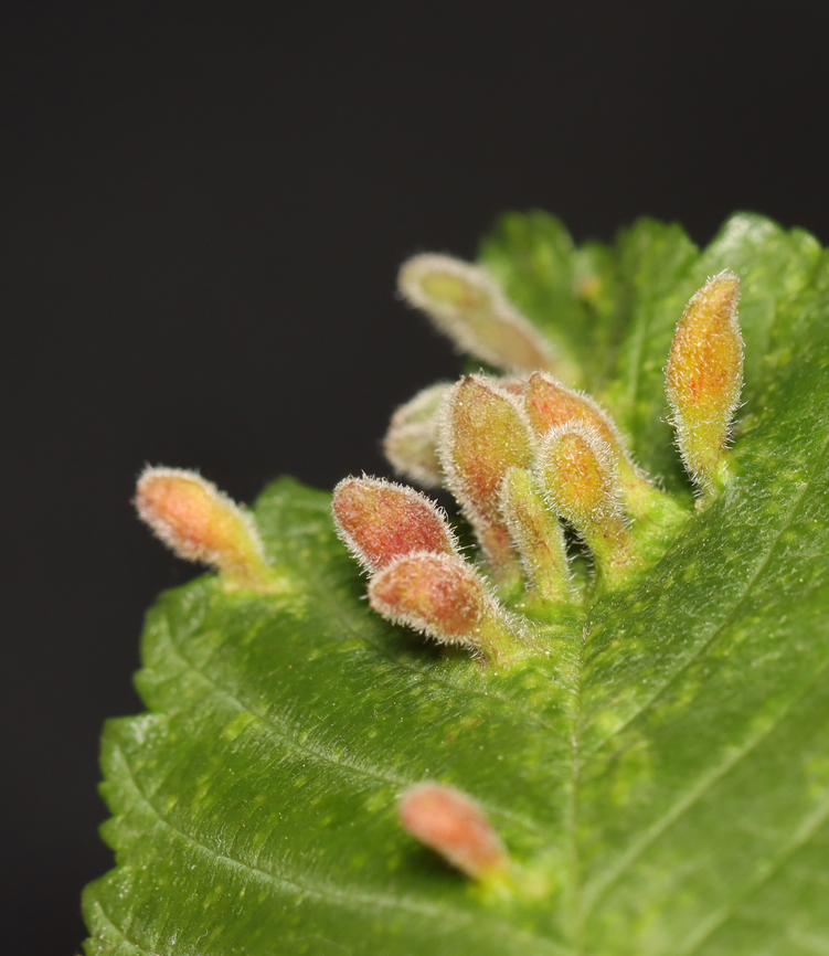 Rice Root Aphid - Tetraneura akinire Pubescent, pouch-like galls on short, green stalks on the upperside of the leaves. The undersides of the galls were fuzzy and open. Most of the galls were in clusters of various sizes. Most galls had a single nymph, while a few had what looked like an adult, as well.<br />
<br />
Host: Ulmus<br />
<br />
<section class="video"><iframe width="448" height="252" src="https://player.vimeo.com/video/1082617655?title=0&byline=0&portrait=0" frameborder="0"></iframe></section><br />
<br />
<figure class="photo"><a href="https://www.jungledragon.com/image/168862/rice_root_aphid_-_tetraneura_akinire.html" title="Rice Root Aphid - Tetraneura akinire"><img src="https://s3.amazonaws.com/media.jungledragon.com/images/3232/168862_thumb.jpg?AWSAccessKeyId=05GMT0V3GWVNE7GGM1R2&Expires=1759968010&Signature=hBelddWu2OMN86HhV1S4sk2x5bw%3D" width="200" height="148" alt="Rice Root Aphid - Tetraneura akinire Pubescent, pouch-like galls on short, green stalks on the upperside of the leaves. The undersides of the galls were fuzzy and open. Most of the galls were in clusters of various sizes. Most galls had a single nymph, while a few had what looked like an adult, as well.<br />
<br />
Host: Ulmus<br />
<br />
https://vimeo.com/1082617655<br />
<br />
https://www.jungledragon.com/image/168862/rice_root_aphid_-_tetraneura_akinire.html<br />
https://www.jungledragon.com/image/168861/rice_root_aphid_nymph_-_tetraneura_akinire.html<br />
https://www.jungledragon.com/image/168865/rice_root_aphid_-_tetraneura_akinire.html<br />
https://www.jungledragon.com/image/168864/rice_root_aphid_gall_underside_-_tetraneura_akinire.html<br />
https://www.jungledragon.com/image/168863/rice_root_aphid_-_tetraneura_akinire.html Geotagged,Rice Root Aphid,Spring,Tetraneura,Tetraneura akinire,Ulmus,United States,elm,elm gall,gall" /></a></figure><br />
<figure class="photo"><a href="https://www.jungledragon.com/image/168861/rice_root_aphid_nymph_-_tetraneura_akinire.html" title="Rice Root Aphid Nymph - Tetraneura akinire"><img src="https://s3.amazonaws.com/media.jungledragon.com/images/3232/168861_thumb.jpg?AWSAccessKeyId=05GMT0V3GWVNE7GGM1R2&Expires=1759968010&Signature=%2Br63OQzis9MrpXSdu2BWmhSwXVo%3D" width="200" height="148" alt="Rice Root Aphid Nymph - Tetraneura akinire Nymph was just over 3mm.<br />
<br />
Pubescent, pouch-like galls on short, green stalks on the upperside of the leaves. The undersides of the galls were fuzzy and open. Most of the galls were in clusters of various sizes. Most galls had a single nymph, while a few had what looked like an adult, as well.<br />
<br />
Host: Ulmus<br />
<br />
https://vimeo.com/1082617655<br />
https://www.jungledragon.com/image/168862/rice_root_aphid_-_tetraneura_akinire.html<br />
https://www.jungledragon.com/image/168861/rice_root_aphid_nymph_-_tetraneura_akinire.html<br />
https://www.jungledragon.com/image/168865/rice_root_aphid_-_tetraneura_akinire.html<br />
https://www.jungledragon.com/image/168864/rice_root_aphid_gall_underside_-_tetraneura_akinire.html<br />
https://www.jungledragon.com/image/168863/rice_root_aphid_-_tetraneura_akinire.html Geotagged,Rice Root Aphid,Tetraneura akinire,United States" /></a></figure><br />
<figure class="photo"><a href="https://www.jungledragon.com/image/168865/rice_root_aphid_-_tetraneura_akinire.html" title="Rice Root Aphid - Tetraneura akinire"><img src="https://s3.amazonaws.com/media.jungledragon.com/images/3232/168865_thumb.jpg?AWSAccessKeyId=05GMT0V3GWVNE7GGM1R2&Expires=1759968010&Signature=8zg8gML1x3F7weyd3469NfXbSeg%3D" width="112" height="152" alt="Rice Root Aphid - Tetraneura akinire Pubescent, pouch-like galls on short, green stalks on the upperside of the leaves. The undersides of the galls were fuzzy and open. Most of the galls were in clusters of various sizes. Most galls had a single nymph, while a few had what looked like an adult, as well.<br />
<br />
Host: Ulmus<br />
<br />
https://vimeo.com/1082617655<br />
<br />
https://www.jungledragon.com/image/168862/rice_root_aphid_-_tetraneura_akinire.html<br />
https://www.jungledragon.com/image/168861/rice_root_aphid_nymph_-_tetraneura_akinire.html<br />
https://www.jungledragon.com/image/168865/rice_root_aphid_-_tetraneura_akinire.html<br />
https://www.jungledragon.com/image/168864/rice_root_aphid_gall_underside_-_tetraneura_akinire.html<br />
https://www.jungledragon.com/image/168863/rice_root_aphid_-_tetraneura_akinire.html<br />
Geotagged,Rice Root Aphid,Spring,Tetraneura akinire,United States" /></a></figure><br />
<figure class="photo"><a href="https://www.jungledragon.com/image/168864/rice_root_aphid_gall_underside_-_tetraneura_akinire.html" title="Rice Root Aphid (Gall Underside) - Tetraneura akinire"><img src="https://s3.amazonaws.com/media.jungledragon.com/images/3232/168864_thumb.jpg?AWSAccessKeyId=05GMT0V3GWVNE7GGM1R2&Expires=1759968010&Signature=hcAawAm9mAC%2BbAEQ0vbxWb8k8RQ%3D" width="200" height="150" alt="Rice Root Aphid (Gall Underside) - Tetraneura akinire Pubescent, pouch-like galls on short, green stalks on the upperside of the leaves. The undersides of the galls were fuzzy and open. Most of the galls were in clusters of various sizes. Most galls had a single nymph, while a few had what looked like an adult, as well.<br />
<br />
Host: Ulmus<br />
<br />
https://vimeo.com/1082617655<br />
<br />
https://www.jungledragon.com/image/168862/rice_root_aphid_-_tetraneura_akinire.html<br />
https://www.jungledragon.com/image/168861/rice_root_aphid_nymph_-_tetraneura_akinire.html<br />
https://www.jungledragon.com/image/168865/rice_root_aphid_-_tetraneura_akinire.html<br />
https://www.jungledragon.com/image/168864/rice_root_aphid_gall_underside_-_tetraneura_akinire.html<br />
https://www.jungledragon.com/image/168863/rice_root_aphid_-_tetraneura_akinire.html Geotagged,Rice Root Aphid,Spring,Tetraneura akinire,United States" /></a></figure><br />
<figure class="photo"><a href="https://www.jungledragon.com/image/168863/rice_root_aphid_-_tetraneura_akinire.html" title="Rice Root Aphid - Tetraneura akinire"><img src="https://s3.amazonaws.com/media.jungledragon.com/images/3232/168863_thumb.jpg?AWSAccessKeyId=05GMT0V3GWVNE7GGM1R2&Expires=1759968010&Signature=jzmqYxaRBamsnrGtCQGwnuyBu2Q%3D" width="132" height="152" alt="Rice Root Aphid - Tetraneura akinire Pubescent, pouch-like galls on short, green stalks on the upperside of the leaves. The undersides of the galls were fuzzy and open. Most of the galls were in clusters of various sizes. Most galls had a single nymph, while a few had what looked like an adult, as well.<br />
<br />
Host: Ulmus<br />
<br />
https://vimeo.com/1082617655<br />
<br />
https://www.jungledragon.com/image/168862/rice_root_aphid_-_tetraneura_akinire.html<br />
https://www.jungledragon.com/image/168861/rice_root_aphid_nymph_-_tetraneura_akinire.html<br />
https://www.jungledragon.com/image/168865/rice_root_aphid_-_tetraneura_akinire.html<br />
https://www.jungledragon.com/image/168864/rice_root_aphid_gall_underside_-_tetraneura_akinire.html<br />
https://www.jungledragon.com/image/168863/rice_root_aphid_-_tetraneura_akinire.html Geotagged,Rice Root Aphid,Spring,Tetraneura akinire,United States" /></a></figure> Geotagged,Rice Root Aphid,Spring,Tetraneura akinire,United States