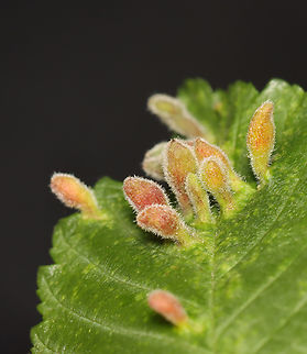 Rice Root Aphid - Tetraneura akinire Pubescent, pouch-like galls on short, green stalks on the upperside of the leaves. The undersides of the galls were fuzzy and open. Most of the galls were in clusters of various sizes. Most galls had a single nymph, while a few had what looked like an adult, as well.

Host: Ulmus

https://vimeo.com/1082617655

https://www.jungledragon.com/image/168862/rice_root_aphid_-_tetraneura_akinire.html
https://www.jungledragon.com/image/168861/rice_root_aphid_nymph_-_tetraneura_akinire.html
https://www.jungledragon.com/image/168865/rice_root_aphid_-_tetraneura_akinire.html
https://www.jungledragon.com/image/168864/rice_root_aphid_gall_underside_-_tetraneura_akinire.html
https://www.jungledragon.com/image/168863/rice_root_aphid_-_tetraneura_akinire.html Geotagged,Rice Root Aphid,Spring,Tetraneura akinire,United States