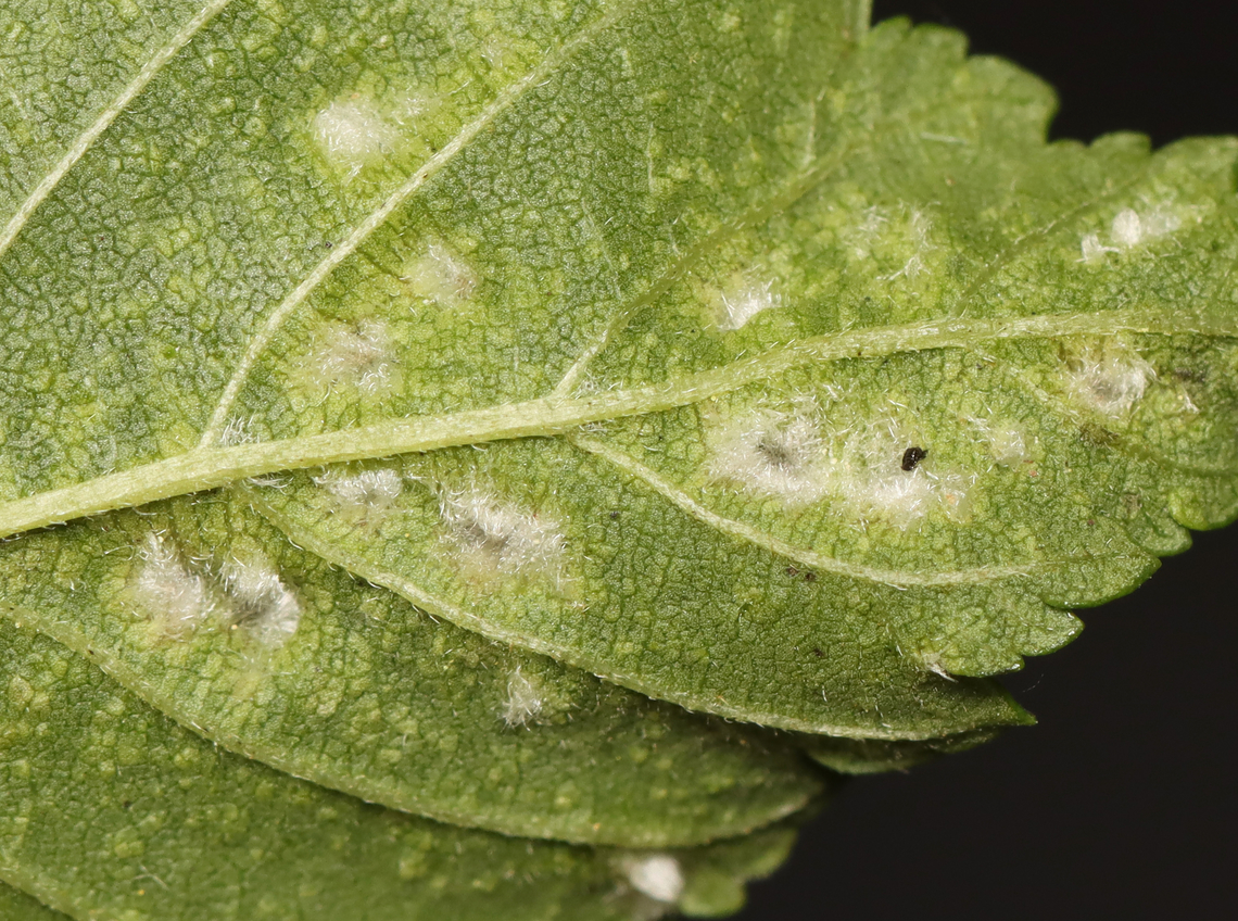 Rice Root Aphid (Gall Underside) - Tetraneura akinire Pubescent, pouch-like galls on short, green stalks on the upperside of the leaves. The undersides of the galls were fuzzy and open. Most of the galls were in clusters of various sizes. Most galls had a single nymph, while a few had what looked like an adult, as well.<br />
<br />
Host: Ulmus<br />
<br />
<section class="video"><iframe width="448" height="252" src="https://player.vimeo.com/video/1082617655?title=0&byline=0&portrait=0" frameborder="0"></iframe></section><br />
<br />
<figure class="photo"><a href="https://www.jungledragon.com/image/168862/rice_root_aphid_-_tetraneura_akinire.html" title="Rice Root Aphid - Tetraneura akinire"><img src="https://s3.amazonaws.com/media.jungledragon.com/images/3232/168862_thumb.jpg?AWSAccessKeyId=05GMT0V3GWVNE7GGM1R2&Expires=1767225610&Signature=AmZb0TUTnceYiZ7oPg%2FWmgz61O4%3D" width="200" height="148" alt="Rice Root Aphid - Tetraneura akinire Pubescent, pouch-like galls on short, green stalks on the upperside of the leaves. The undersides of the galls were fuzzy and open. Most of the galls were in clusters of various sizes. Most galls had a single nymph, while a few had what looked like an adult, as well.<br />
<br />
Host: Ulmus<br />
<br />
https://vimeo.com/1082617655<br />
<br />
https://www.jungledragon.com/image/168862/rice_root_aphid_-_tetraneura_akinire.html<br />
https://www.jungledragon.com/image/168861/rice_root_aphid_nymph_-_tetraneura_akinire.html<br />
https://www.jungledragon.com/image/168865/rice_root_aphid_-_tetraneura_akinire.html<br />
https://www.jungledragon.com/image/168864/rice_root_aphid_gall_underside_-_tetraneura_akinire.html<br />
https://www.jungledragon.com/image/168863/rice_root_aphid_-_tetraneura_akinire.html Geotagged,Rice Root Aphid,Spring,Tetraneura,Tetraneura akinire,Ulmus,United States,elm,elm gall,gall" /></a></figure><br />
<figure class="photo"><a href="https://www.jungledragon.com/image/168861/rice_root_aphid_nymph_-_tetraneura_akinire.html" title="Rice Root Aphid Nymph - Tetraneura akinire"><img src="https://s3.amazonaws.com/media.jungledragon.com/images/3232/168861_thumb.jpg?AWSAccessKeyId=05GMT0V3GWVNE7GGM1R2&Expires=1767225610&Signature=l3d5upyVcT6enw9H9GUktwOSAo4%3D" width="200" height="148" alt="Rice Root Aphid Nymph - Tetraneura akinire Nymph was just over 3mm.<br />
<br />
Pubescent, pouch-like galls on short, green stalks on the upperside of the leaves. The undersides of the galls were fuzzy and open. Most of the galls were in clusters of various sizes. Most galls had a single nymph, while a few had what looked like an adult, as well.<br />
<br />
Host: Ulmus<br />
<br />
https://vimeo.com/1082617655<br />
https://www.jungledragon.com/image/168862/rice_root_aphid_-_tetraneura_akinire.html<br />
https://www.jungledragon.com/image/168861/rice_root_aphid_nymph_-_tetraneura_akinire.html<br />
https://www.jungledragon.com/image/168865/rice_root_aphid_-_tetraneura_akinire.html<br />
https://www.jungledragon.com/image/168864/rice_root_aphid_gall_underside_-_tetraneura_akinire.html<br />
https://www.jungledragon.com/image/168863/rice_root_aphid_-_tetraneura_akinire.html Geotagged,Rice Root Aphid,Tetraneura akinire,United States" /></a></figure><br />
<figure class="photo"><a href="https://www.jungledragon.com/image/168865/rice_root_aphid_-_tetraneura_akinire.html" title="Rice Root Aphid - Tetraneura akinire"><img src="https://s3.amazonaws.com/media.jungledragon.com/images/3232/168865_thumb.jpg?AWSAccessKeyId=05GMT0V3GWVNE7GGM1R2&Expires=1767225610&Signature=fFBrh0KjKJwWdZ%2F3lRvSvkQAjYM%3D" width="112" height="152" alt="Rice Root Aphid - Tetraneura akinire Pubescent, pouch-like galls on short, green stalks on the upperside of the leaves. The undersides of the galls were fuzzy and open. Most of the galls were in clusters of various sizes. Most galls had a single nymph, while a few had what looked like an adult, as well.<br />
<br />
Host: Ulmus<br />
<br />
https://vimeo.com/1082617655<br />
<br />
https://www.jungledragon.com/image/168862/rice_root_aphid_-_tetraneura_akinire.html<br />
https://www.jungledragon.com/image/168861/rice_root_aphid_nymph_-_tetraneura_akinire.html<br />
https://www.jungledragon.com/image/168865/rice_root_aphid_-_tetraneura_akinire.html<br />
https://www.jungledragon.com/image/168864/rice_root_aphid_gall_underside_-_tetraneura_akinire.html<br />
https://www.jungledragon.com/image/168863/rice_root_aphid_-_tetraneura_akinire.html<br />
 Geotagged,Rice Root Aphid,Spring,Tetraneura akinire,United States" /></a></figure><br />
<figure class="photo"><a href="https://www.jungledragon.com/image/168864/rice_root_aphid_gall_underside_-_tetraneura_akinire.html" title="Rice Root Aphid (Gall Underside) - Tetraneura akinire"><img src="https://s3.amazonaws.com/media.jungledragon.com/images/3232/168864_thumb.jpg?AWSAccessKeyId=05GMT0V3GWVNE7GGM1R2&Expires=1767225610&Signature=6%2F7Kn9Uu1zaG228KScK2X7bIOGs%3D" width="200" height="150" alt="Rice Root Aphid (Gall Underside) - Tetraneura akinire Pubescent, pouch-like galls on short, green stalks on the upperside of the leaves. The undersides of the galls were fuzzy and open. Most of the galls were in clusters of various sizes. Most galls had a single nymph, while a few had what looked like an adult, as well.<br />
<br />
Host: Ulmus<br />
<br />
https://vimeo.com/1082617655<br />
<br />
https://www.jungledragon.com/image/168862/rice_root_aphid_-_tetraneura_akinire.html<br />
https://www.jungledragon.com/image/168861/rice_root_aphid_nymph_-_tetraneura_akinire.html<br />
https://www.jungledragon.com/image/168865/rice_root_aphid_-_tetraneura_akinire.html<br />
https://www.jungledragon.com/image/168864/rice_root_aphid_gall_underside_-_tetraneura_akinire.html<br />
https://www.jungledragon.com/image/168863/rice_root_aphid_-_tetraneura_akinire.html Geotagged,Rice Root Aphid,Spring,Tetraneura akinire,United States" /></a></figure><br />
<figure class="photo"><a href="https://www.jungledragon.com/image/168863/rice_root_aphid_-_tetraneura_akinire.html" title="Rice Root Aphid - Tetraneura akinire"><img src="https://s3.amazonaws.com/media.jungledragon.com/images/3232/168863_thumb.jpg?AWSAccessKeyId=05GMT0V3GWVNE7GGM1R2&Expires=1767225610&Signature=NqrxLJsZtg33mxDag4syRCqkeMY%3D" width="132" height="152" alt="Rice Root Aphid - Tetraneura akinire Pubescent, pouch-like galls on short, green stalks on the upperside of the leaves. The undersides of the galls were fuzzy and open. Most of the galls were in clusters of various sizes. Most galls had a single nymph, while a few had what looked like an adult, as well.<br />
<br />
Host: Ulmus<br />
<br />
https://vimeo.com/1082617655<br />
<br />
https://www.jungledragon.com/image/168862/rice_root_aphid_-_tetraneura_akinire.html<br />
https://www.jungledragon.com/image/168861/rice_root_aphid_nymph_-_tetraneura_akinire.html<br />
https://www.jungledragon.com/image/168865/rice_root_aphid_-_tetraneura_akinire.html<br />
https://www.jungledragon.com/image/168864/rice_root_aphid_gall_underside_-_tetraneura_akinire.html<br />
https://www.jungledragon.com/image/168863/rice_root_aphid_-_tetraneura_akinire.html Geotagged,Rice Root Aphid,Spring,Tetraneura akinire,United States" /></a></figure> Geotagged,Rice Root Aphid,Spring,Tetraneura akinire,United States