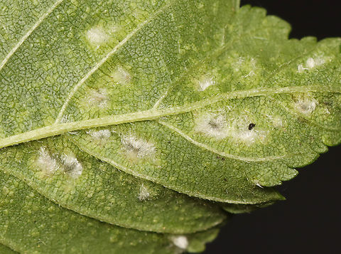 Rice Root Aphid (Gall Underside) - Tetraneura akinire Pubescent, pouch-like galls on short, green stalks on the upperside of the leaves. The undersides of the galls were fuzzy and open. Most of the galls were in clusters of various sizes. Most galls had a single nymph, while a few had what looked like an adult, as well.

Host: Ulmus

https://vimeo.com/1082617655

https://www.jungledragon.com/image/168862/rice_root_aphid_-_tetraneura_akinire.html
https://www.jungledragon.com/image/168861/rice_root_aphid_nymph_-_tetraneura_akinire.html
https://www.jungledragon.com/image/168865/rice_root_aphid_-_tetraneura_akinire.html
https://www.jungledragon.com/image/168864/rice_root_aphid_gall_underside_-_tetraneura_akinire.html
https://www.jungledragon.com/image/168863/rice_root_aphid_-_tetraneura_akinire.html Geotagged,Rice Root Aphid,Spring,Tetraneura akinire,United States