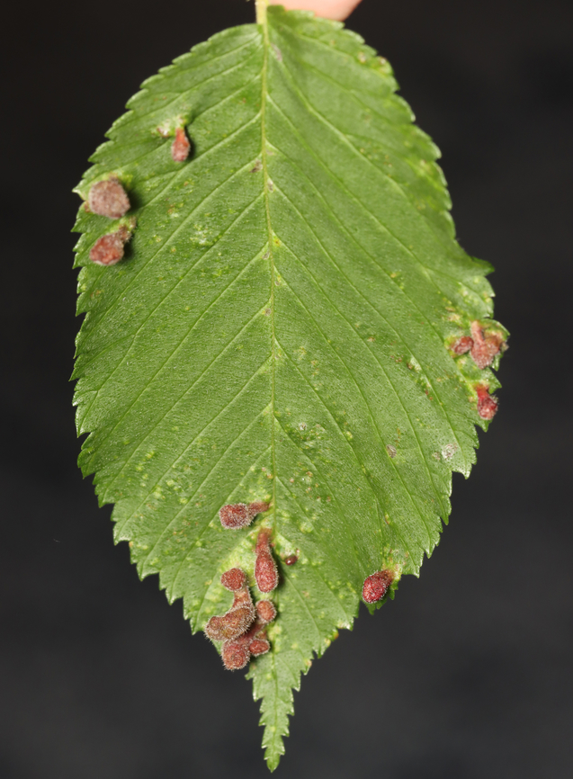 Rice Root Aphid - Tetraneura akinire Pubescent, pouch-like galls on short, green stalks on the upperside of the leaves. The undersides of the galls were fuzzy and open. Most of the galls were in clusters of various sizes. Most galls had a single nymph, while a few had what looked like an adult, as well.<br />
<br />
Host: Ulmus<br />
<br />
<section class="video"><iframe width="448" height="252" src="https://player.vimeo.com/video/1082617655?title=0&byline=0&portrait=0" frameborder="0"></iframe></section><br />
<br />
<figure class="photo"><a href="https://www.jungledragon.com/image/168862/rice_root_aphid_-_tetraneura_akinire.html" title="Rice Root Aphid - Tetraneura akinire"><img src="https://s3.amazonaws.com/media.jungledragon.com/images/3232/168862_thumb.jpg?AWSAccessKeyId=05GMT0V3GWVNE7GGM1R2&Expires=1763596810&Signature=8DmiawyUnJkv1YP2DxbLr6RpLtw%3D" width="200" height="148" alt="Rice Root Aphid - Tetraneura akinire Pubescent, pouch-like galls on short, green stalks on the upperside of the leaves. The undersides of the galls were fuzzy and open. Most of the galls were in clusters of various sizes. Most galls had a single nymph, while a few had what looked like an adult, as well.<br />
<br />
Host: Ulmus<br />
<br />
https://vimeo.com/1082617655<br />
<br />
https://www.jungledragon.com/image/168862/rice_root_aphid_-_tetraneura_akinire.html<br />
https://www.jungledragon.com/image/168861/rice_root_aphid_nymph_-_tetraneura_akinire.html<br />
https://www.jungledragon.com/image/168865/rice_root_aphid_-_tetraneura_akinire.html<br />
https://www.jungledragon.com/image/168864/rice_root_aphid_gall_underside_-_tetraneura_akinire.html<br />
https://www.jungledragon.com/image/168863/rice_root_aphid_-_tetraneura_akinire.html Geotagged,Rice Root Aphid,Spring,Tetraneura,Tetraneura akinire,Ulmus,United States,elm,elm gall,gall" /></a></figure><br />
<figure class="photo"><a href="https://www.jungledragon.com/image/168861/rice_root_aphid_nymph_-_tetraneura_akinire.html" title="Rice Root Aphid Nymph - Tetraneura akinire"><img src="https://s3.amazonaws.com/media.jungledragon.com/images/3232/168861_thumb.jpg?AWSAccessKeyId=05GMT0V3GWVNE7GGM1R2&Expires=1763596810&Signature=1NeZgxXYCXtTGjgLp2oZkpAUieg%3D" width="200" height="148" alt="Rice Root Aphid Nymph - Tetraneura akinire Nymph was just over 3mm.<br />
<br />
Pubescent, pouch-like galls on short, green stalks on the upperside of the leaves. The undersides of the galls were fuzzy and open. Most of the galls were in clusters of various sizes. Most galls had a single nymph, while a few had what looked like an adult, as well.<br />
<br />
Host: Ulmus<br />
<br />
https://vimeo.com/1082617655<br />
https://www.jungledragon.com/image/168862/rice_root_aphid_-_tetraneura_akinire.html<br />
https://www.jungledragon.com/image/168861/rice_root_aphid_nymph_-_tetraneura_akinire.html<br />
https://www.jungledragon.com/image/168865/rice_root_aphid_-_tetraneura_akinire.html<br />
https://www.jungledragon.com/image/168864/rice_root_aphid_gall_underside_-_tetraneura_akinire.html<br />
https://www.jungledragon.com/image/168863/rice_root_aphid_-_tetraneura_akinire.html Geotagged,Rice Root Aphid,Tetraneura akinire,United States" /></a></figure><br />
<figure class="photo"><a href="https://www.jungledragon.com/image/168865/rice_root_aphid_-_tetraneura_akinire.html" title="Rice Root Aphid - Tetraneura akinire"><img src="https://s3.amazonaws.com/media.jungledragon.com/images/3232/168865_thumb.jpg?AWSAccessKeyId=05GMT0V3GWVNE7GGM1R2&Expires=1763596810&Signature=5E%2F6BVDi5tFja%2Fyg%2B5UcxjaUPk0%3D" width="112" height="152" alt="Rice Root Aphid - Tetraneura akinire Pubescent, pouch-like galls on short, green stalks on the upperside of the leaves. The undersides of the galls were fuzzy and open. Most of the galls were in clusters of various sizes. Most galls had a single nymph, while a few had what looked like an adult, as well.<br />
<br />
Host: Ulmus<br />
<br />
https://vimeo.com/1082617655<br />
<br />
https://www.jungledragon.com/image/168862/rice_root_aphid_-_tetraneura_akinire.html<br />
https://www.jungledragon.com/image/168861/rice_root_aphid_nymph_-_tetraneura_akinire.html<br />
https://www.jungledragon.com/image/168865/rice_root_aphid_-_tetraneura_akinire.html<br />
https://www.jungledragon.com/image/168864/rice_root_aphid_gall_underside_-_tetraneura_akinire.html<br />
https://www.jungledragon.com/image/168863/rice_root_aphid_-_tetraneura_akinire.html<br />
Geotagged,Rice Root Aphid,Spring,Tetraneura akinire,United States" /></a></figure><br />
<figure class="photo"><a href="https://www.jungledragon.com/image/168864/rice_root_aphid_gall_underside_-_tetraneura_akinire.html" title="Rice Root Aphid (Gall Underside) - Tetraneura akinire"><img src="https://s3.amazonaws.com/media.jungledragon.com/images/3232/168864_thumb.jpg?AWSAccessKeyId=05GMT0V3GWVNE7GGM1R2&Expires=1763596810&Signature=%2F00%2FLUe%2FPwQsHJ2dCo%2BkpfOgfJo%3D" width="200" height="150" alt="Rice Root Aphid (Gall Underside) - Tetraneura akinire Pubescent, pouch-like galls on short, green stalks on the upperside of the leaves. The undersides of the galls were fuzzy and open. Most of the galls were in clusters of various sizes. Most galls had a single nymph, while a few had what looked like an adult, as well.<br />
<br />
Host: Ulmus<br />
<br />
https://vimeo.com/1082617655<br />
<br />
https://www.jungledragon.com/image/168862/rice_root_aphid_-_tetraneura_akinire.html<br />
https://www.jungledragon.com/image/168861/rice_root_aphid_nymph_-_tetraneura_akinire.html<br />
https://www.jungledragon.com/image/168865/rice_root_aphid_-_tetraneura_akinire.html<br />
https://www.jungledragon.com/image/168864/rice_root_aphid_gall_underside_-_tetraneura_akinire.html<br />
https://www.jungledragon.com/image/168863/rice_root_aphid_-_tetraneura_akinire.html Geotagged,Rice Root Aphid,Spring,Tetraneura akinire,United States" /></a></figure><br />
<figure class="photo"><a href="https://www.jungledragon.com/image/168863/rice_root_aphid_-_tetraneura_akinire.html" title="Rice Root Aphid - Tetraneura akinire"><img src="https://s3.amazonaws.com/media.jungledragon.com/images/3232/168863_thumb.jpg?AWSAccessKeyId=05GMT0V3GWVNE7GGM1R2&Expires=1763596810&Signature=FbtER%2F%2BZJFWWJFnZoLpKhGskEoA%3D" width="132" height="152" alt="Rice Root Aphid - Tetraneura akinire Pubescent, pouch-like galls on short, green stalks on the upperside of the leaves. The undersides of the galls were fuzzy and open. Most of the galls were in clusters of various sizes. Most galls had a single nymph, while a few had what looked like an adult, as well.<br />
<br />
Host: Ulmus<br />
<br />
https://vimeo.com/1082617655<br />
<br />
https://www.jungledragon.com/image/168862/rice_root_aphid_-_tetraneura_akinire.html<br />
https://www.jungledragon.com/image/168861/rice_root_aphid_nymph_-_tetraneura_akinire.html<br />
https://www.jungledragon.com/image/168865/rice_root_aphid_-_tetraneura_akinire.html<br />
https://www.jungledragon.com/image/168864/rice_root_aphid_gall_underside_-_tetraneura_akinire.html<br />
https://www.jungledragon.com/image/168863/rice_root_aphid_-_tetraneura_akinire.html Geotagged,Rice Root Aphid,Spring,Tetraneura akinire,United States" /></a></figure><br />
Geotagged,Rice Root Aphid,Spring,Tetraneura akinire,United States