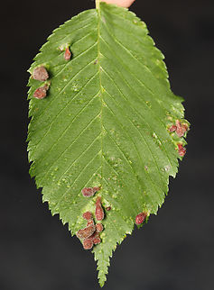 Rice Root Aphid - Tetraneura akinire Pubescent, pouch-like galls on short, green stalks on the upperside of the leaves. The undersides of the galls were fuzzy and open. Most of the galls were in clusters of various sizes. Most galls had a single nymph, while a few had what looked like an adult, as well.

Host: Ulmus

https://vimeo.com/1082617655

https://www.jungledragon.com/image/168862/rice_root_aphid_-_tetraneura_akinire.html
https://www.jungledragon.com/image/168861/rice_root_aphid_nymph_-_tetraneura_akinire.html
https://www.jungledragon.com/image/168865/rice_root_aphid_-_tetraneura_akinire.html
https://www.jungledragon.com/image/168864/rice_root_aphid_gall_underside_-_tetraneura_akinire.html
https://www.jungledragon.com/image/168863/rice_root_aphid_-_tetraneura_akinire.html
 Geotagged,Rice Root Aphid,Spring,Tetraneura akinire,United States