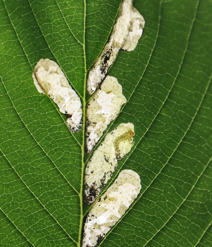 Elm Leafminer - Fenusa pusilla Paper-like, semi-transparent blotch mines of various sizes confined between lateral leaf veins. Lots of frass and one larva per mine, although many were already vacant.<br />
<br />
Host: Ulmus<br />
<br />
Video: <section class="video"><iframe width="448" height="282" src="https://www.youtube-nocookie.com/embed/W7nabS57Kug?hd=1&autoplay=0&rel=0" frameborder="0" allowfullscreen></iframe></section><br />
<br />
*I plan to collect some leaves to see if I can rear the adults. Fenusa pusilla,Geotagged,Spring,United States,elm,fenusa,leaf mine,leafmine,ulmus