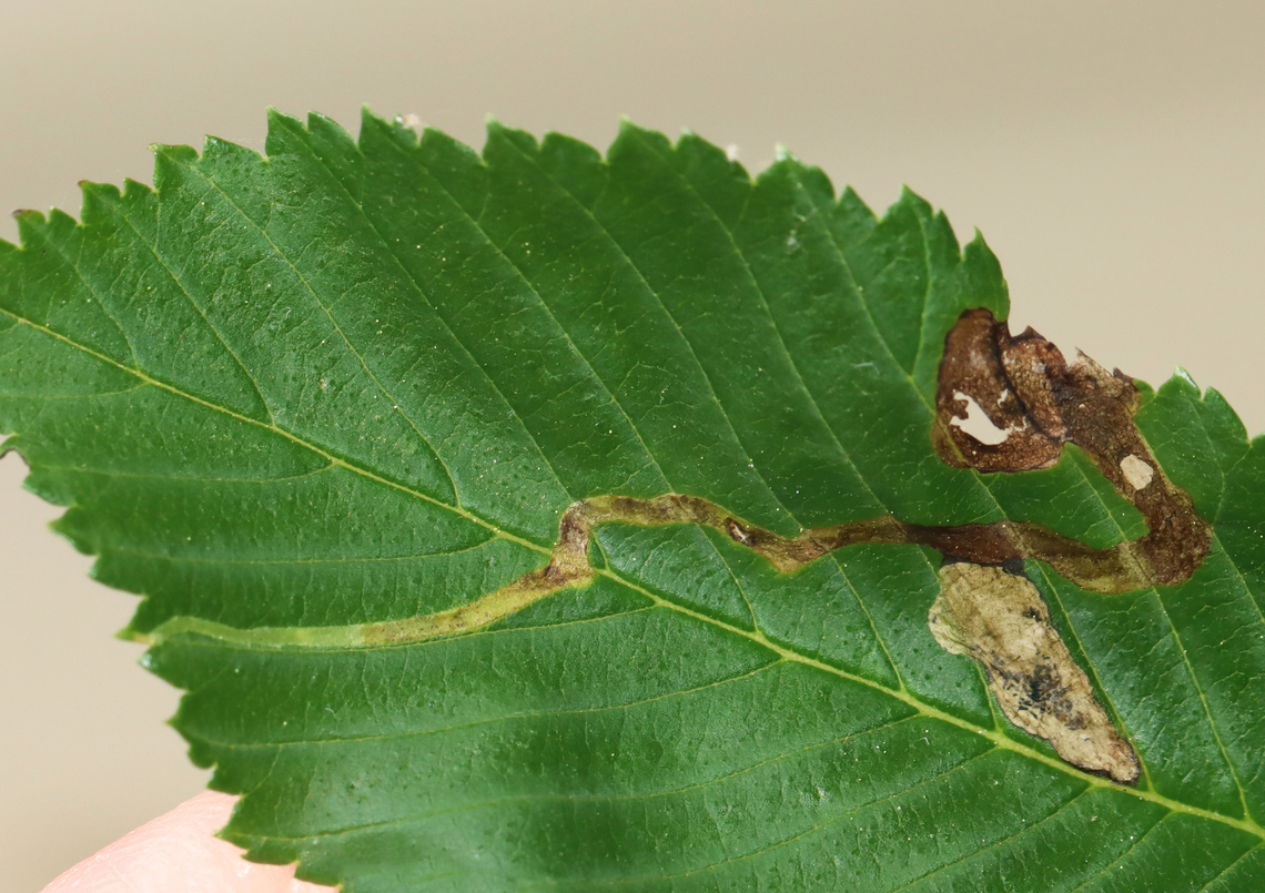 Elm Agromyzid Leafminer - Agromyza aristata The mine starts at the edge of the leaf (the left side of the leaf in this photo) with a light green track, which meanders across the leaf, getting brown and wider until ending in a blotch.<br />
<br />
Host: Elm (Ulmus sp.) Agromyza aristata,Agromyzidae,Geotagged,Spring,United States,agromyza,elm agromyzid leafminer,elm leafmine,leafmine,leafminer