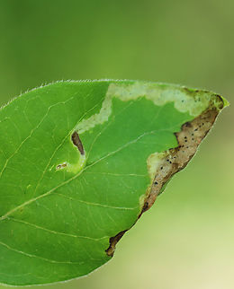 Leafmine - Aulagromyza cornigera Lumpy, but linear (reminded me of intestines) leafmine that followed the border of the leaf. There were spots of frass granules without a solid trail. The end of the mine (near the middle of the leaf) had a hole at the end, where I assume the larva exited to pupate.

Host: Lonicera Aulagromyza,Aulagromyza cornigera,Geotagged,Spring,United States,leafmine