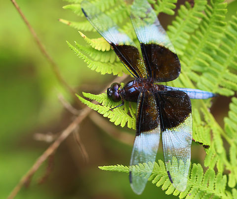 Widow Skimmer (Male) - Libellula luctuosa Habitat: Pondside Dragonfly,Geotagged,Libellula,Libellula luctuosa,Summer,United States,Widow Skimmer,skimmer