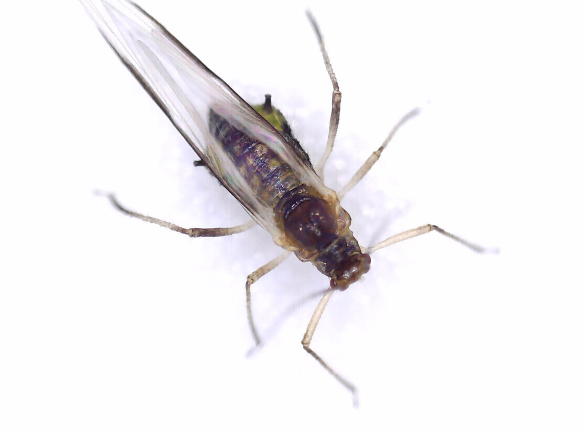 Norway Maple Aphid (Adult) - Periphyllus lyropictus *Sorry about the poor photo! The aphid wouldn&#039;t stay still and I blasted it with too much light.<br />
<br />
I collected some aphid nymphs and reared them to adulthood.<br />
<br />
Host/Habitat: Norway maple (Acer platanoides); Deciduous forest<br />
<figure class="photo"><a href="https://www.jungledragon.com/image/168997/norway_maple_aphid_nymph_-_periphyllus_lyropictus.html" title="Norway Maple Aphid (Nymph) - Periphyllus lyropictus"><img src="https://s3.amazonaws.com/media.jungledragon.com/images/3232/168997_thumb.jpg?AWSAccessKeyId=05GMT0V3GWVNE7GGM1R2&Expires=1767225610&Signature=CIgk9ZUjhgkaKFXwj0sE1rtVsu8%3D" width="200" height="156" alt="Norway Maple Aphid (Nymph) - Periphyllus lyropictus I collected some aphid nymphs and reared them to adulthood. <br />
<br />
Host/Habitat: Norway maple (Acer platanoides); Deciduous forest<br />
https://www.jungledragon.com/image/168996/norway_maple_aphid_adult_-_periphyllus_lyropictus.html<br />
<br />
Video: https://youtu.be/Sd9-zQhMIIk Geotagged,Norway Maple Aphid,Periphyllus lyropictus,United States,aphid,periphyllus" /></a></figure><br />
<br />
Video: <section class="video"><iframe width="448" height="282" src="https://www.youtube-nocookie.com/embed/Sd9-zQhMIIk?hd=1&autoplay=0&rel=0" frameborder="0" allowfullscreen></iframe></section> Geotagged,Norway Maple Aphid,Periphyllus lyropictus,United States