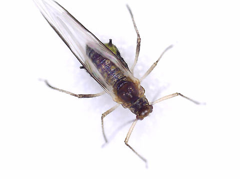 Norway Maple Aphid (Adult) - Periphyllus lyropictus *Sorry about the poor photo! The aphid wouldn't stay still and I blasted it with too much light.

I collected some aphid nymphs and reared them to adulthood.

Host/Habitat: Norway maple (Acer platanoides); Deciduous forest
https://www.jungledragon.com/image/168997/norway_maple_aphid_nymph_-_periphyllus_lyropictus.html

Video: https://youtu.be/Sd9-zQhMIIk Geotagged,Norway Maple Aphid,Periphyllus lyropictus,United States