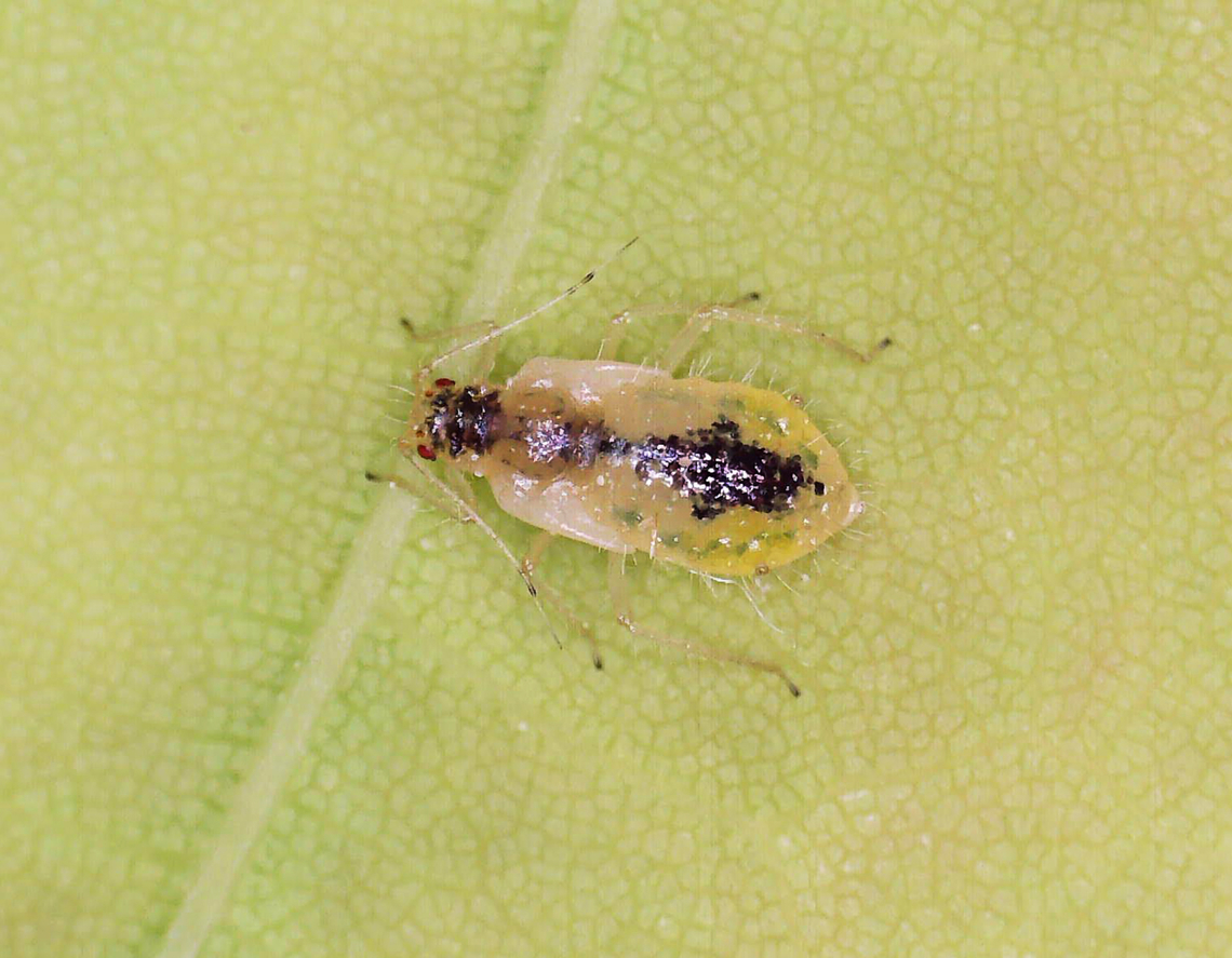 Norway Maple Aphid (Nymph) - Periphyllus lyropictus I collected some aphid nymphs and reared them to adulthood. <br />
<br />
Host/Habitat: Norway maple (Acer platanoides); Deciduous forest<br />
<figure class="photo"><a href="https://www.jungledragon.com/image/168996/norway_maple_aphid_adult_-_periphyllus_lyropictus.html" title="Norway Maple Aphid (Adult) - Periphyllus lyropictus"><img src="https://s3.amazonaws.com/media.jungledragon.com/images/3232/168996_thumb.jpg?AWSAccessKeyId=05GMT0V3GWVNE7GGM1R2&Expires=1759968010&Signature=QLZ9txDXVliSNGDpa4UfknBWMD8%3D" width="200" height="150" alt="Norway Maple Aphid (Adult) - Periphyllus lyropictus *Sorry about the poor photo! The aphid wouldn&#039;t stay still and I blasted it with too much light.<br />
<br />
I collected some aphid nymphs and reared them to adulthood.<br />
<br />
Host/Habitat: Norway maple (Acer platanoides); Deciduous forest<br />
https://www.jungledragon.com/image/168997/norway_maple_aphid_nymph_-_periphyllus_lyropictus.html<br />
<br />
Video: https://youtu.be/Sd9-zQhMIIk Geotagged,Norway Maple Aphid,Periphyllus lyropictus,United States" /></a></figure><br />
<br />
Video: <section class="video"><iframe width="448" height="282" src="https://www.youtube-nocookie.com/embed/Sd9-zQhMIIk?hd=1&autoplay=0&rel=0" frameborder="0" allowfullscreen></iframe></section> Geotagged,Norway Maple Aphid,Periphyllus lyropictus,United States,aphid,periphyllus