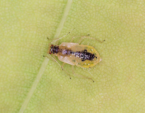 Norway Maple Aphid (Nymph) - Periphyllus lyropictus I collected some aphid nymphs and reared them to adulthood. 

Host/Habitat: Norway maple (Acer platanoides); Deciduous forest
https://www.jungledragon.com/image/168996/norway_maple_aphid_adult_-_periphyllus_lyropictus.html

Video: https://youtu.be/Sd9-zQhMIIk Geotagged,Norway Maple Aphid,Periphyllus lyropictus,United States,aphid,periphyllus
