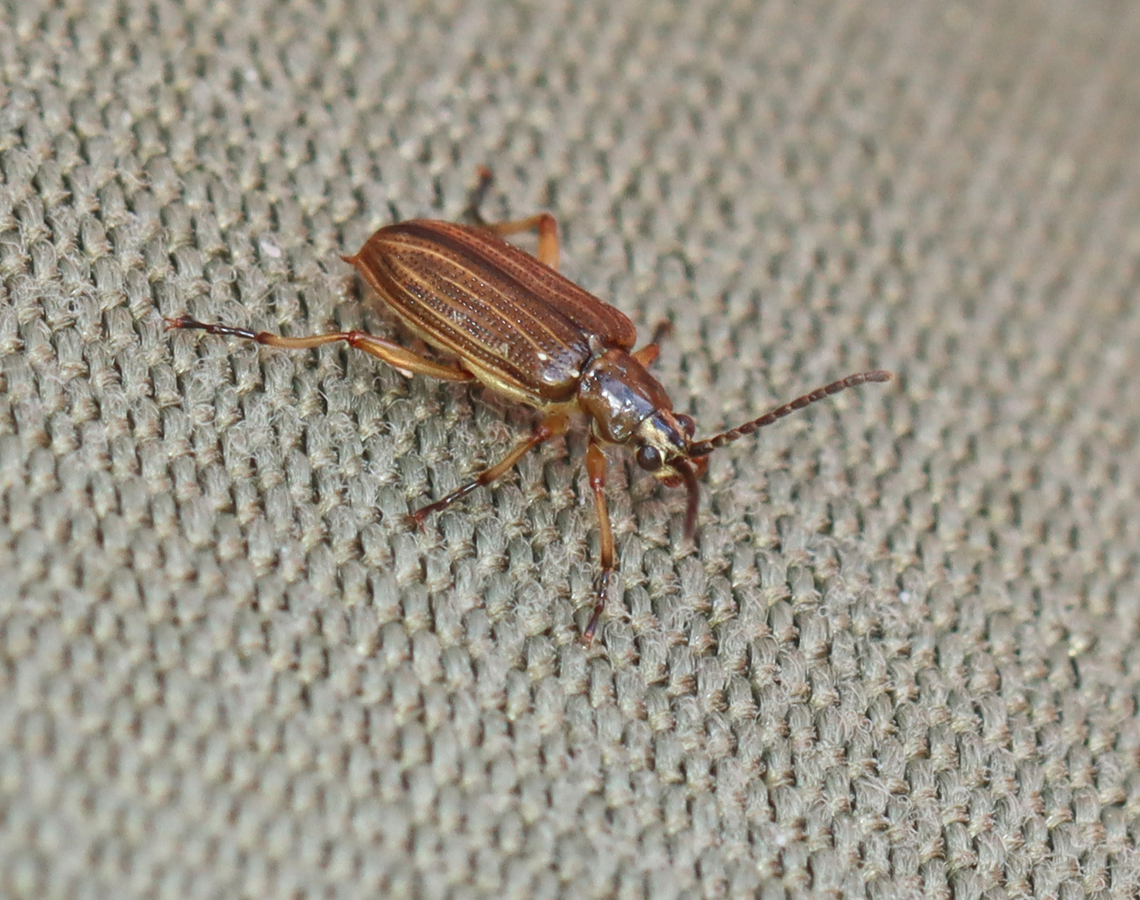 Aquatic Leaf Beetle - Neohaemonia melsheimeri Habitat: Found walking along the edge of a small pond. Geotagged,Neohaemonia,Neohaemonia melsheimeri,Spring,United States,aquatic leaf beetle,chrysomelidae,leaf beetle