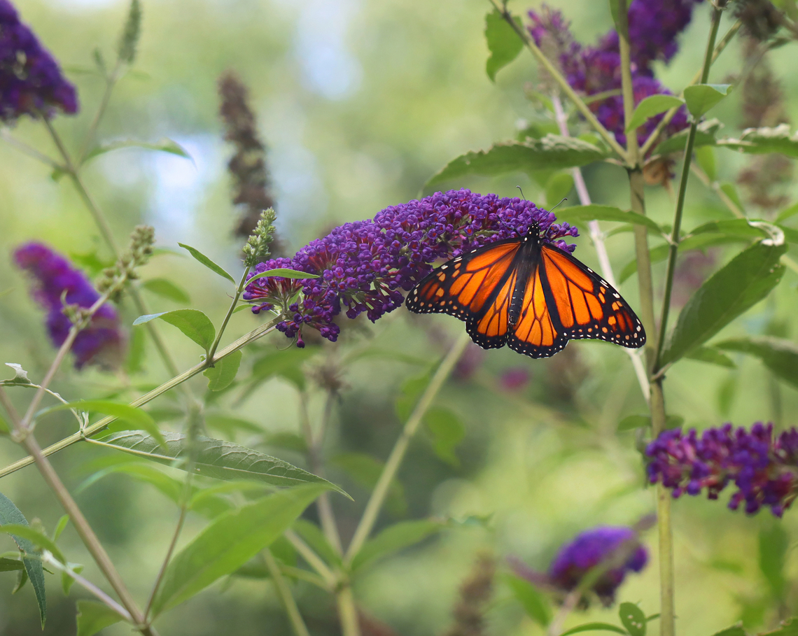 Monarch Butterfly - Danaus plexippus Habitat: Garden Danaus plexippus,Geotagged,Monarch butterfly,Summer,United States,danaus,monarch