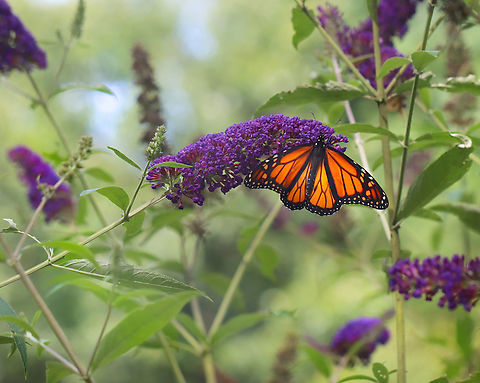 Monarch Butterfly - Danaus plexippus Habitat: Garden Danaus plexippus,Geotagged,Monarch butterfly,Summer,United States,danaus,monarch