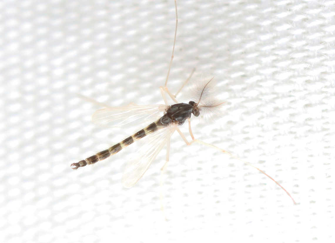 Midge - Phaenopsectra obediens My new flashlight is way too bright.<br />
<br />
Habitat: Attracted to a 395nm LED; semi-rural area<br />
 Geotagged,Phaenopsectra,Phaenopsectra obediens,Spring,United States,midge