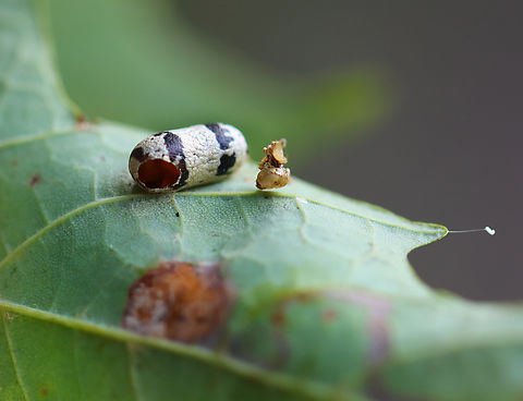 Ichneumonid Wasp Cocoon - Charops annulipes Habitat: Forest edge Charops,Charops annulipes,Charops annulipes cocoon,Geotagged,Summer,United States,cocoon,ichneumonid wasp,ichneumonidae