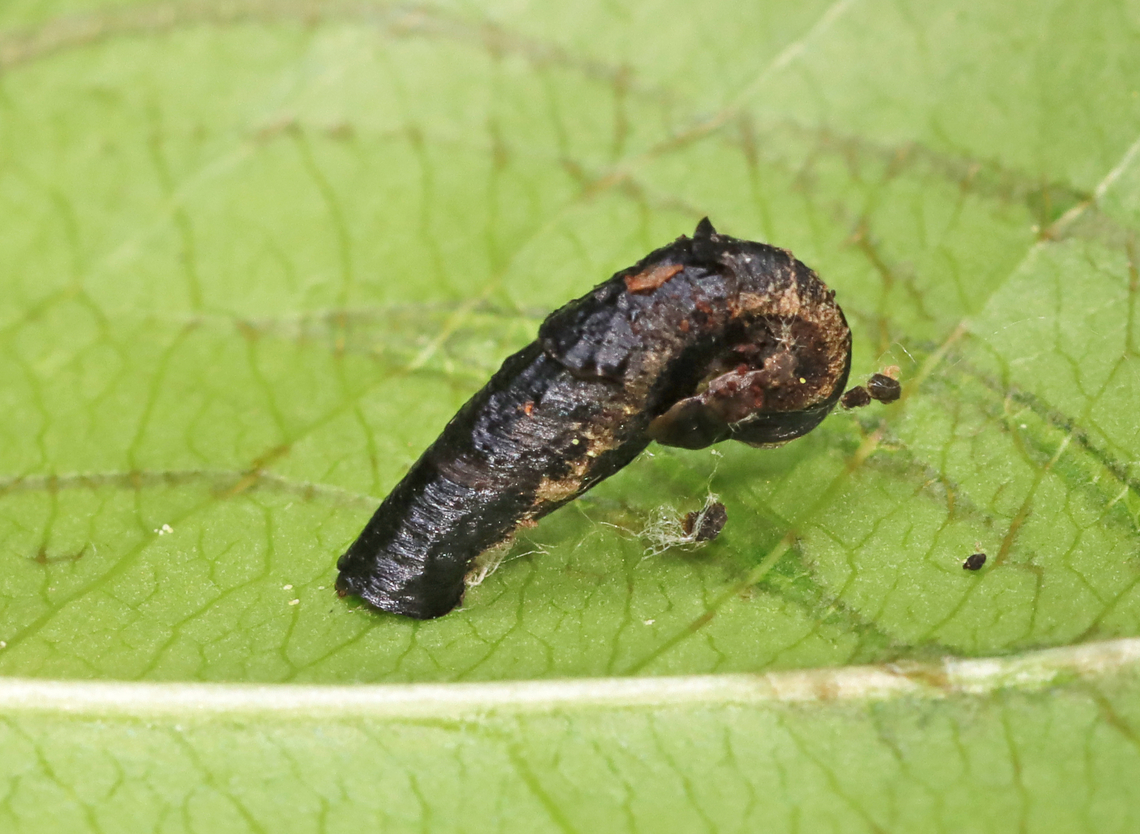 American pistol casebearer moth - Coleophora atromarginata I collected a specimen to see if I can rear it. <br />
<br />
Host: Prunus serotina <br />
<br />
Video: <section class="video"><iframe width="448" height="282" src="https://www.youtube-nocookie.com/embed/W7CWvW5Xe74?hd=1&autoplay=0&rel=0" frameborder="0" allowfullscreen></iframe></section> American pistol casebearer moth,Coleophora,Coleophora atromarginata,Geotagged,Spring,United States,casebearer