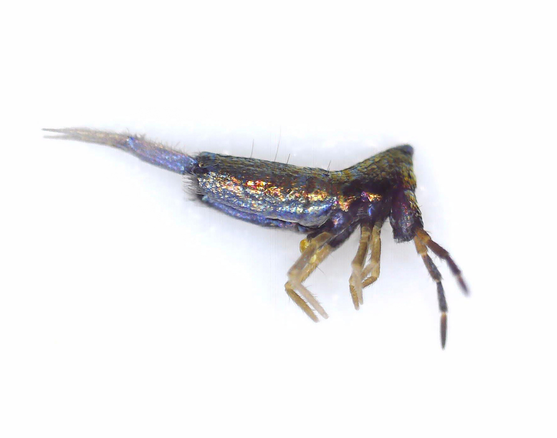 Humpbacked Springtail - Lepidocyrtus paradoxus This springtail was beautifully iridescent!<br />
<br />
Habitat: Found on skunk cabbage (Symplocarpus foetidus) in a shrub swamp. I brought it home to get a photo with my microscope, after cooling the springtail in the refrigerator for a few minutes. <br />
<figure class="photo"><a href="https://www.jungledragon.com/image/169050/humpbacked_springtail_-_lepidocyrtus_paradoxus.html" title="Humpbacked Springtail - Lepidocyrtus paradoxus"><img src="https://s3.amazonaws.com/media.jungledragon.com/images/3232/169050_thumb.jpg?AWSAccessKeyId=05GMT0V3GWVNE7GGM1R2&Expires=1759968010&Signature=2hDl0FPMDv1iYl925uIffi%2BPg3M%3D" width="200" height="158" alt="Humpbacked Springtail - Lepidocyrtus paradoxus This springtail was beautifully iridescent!<br />
<br />
Habitat: Found on skunk cabbage (Symplocarpus foetidus) in a shrub swamp. I brought it home to get a photo with my microscope, after cooling the springtail in the refrigerator for a few minutes. <br />
https://www.jungledragon.com/image/169050/springtail_-_lepidocyrtus_paradoxus.html<br />
https://www.jungledragon.com/image/169051/springtail_-_lepidocyrtus_paradoxus.html Collembola,Entomobryidae,Geotagged,Lepidocyrtus,Lepidocyrtus paradoxus,United States,springtail" /></a></figure><br />
<figure class="photo"><a href="https://www.jungledragon.com/image/169051/springtail_-_lepidocyrtus_paradoxus.html" title="Springtail - Lepidocyrtus paradoxus"><img src="https://s3.amazonaws.com/media.jungledragon.com/images/3232/169051_thumb.jpg?AWSAccessKeyId=05GMT0V3GWVNE7GGM1R2&Expires=1759968010&Signature=TSsBEZb5yRRSmCL4oDz97vCt5Kk%3D" width="200" height="144" alt="Springtail - Lepidocyrtus paradoxus This springtail was beautifully iridescent!<br />
<br />
Habitat: Found on skunk cabbage (Symplocarpus foetidus) in a shrub swamp. I brought it home to get a photo with my microscope, after cooling the springtail in the refrigerator for a few minutes.<br />
https://www.jungledragon.com/image/169050/springtail_-_lepidocyrtus_paradoxus.html<br />
https://www.jungledragon.com/image/169051/springtail_-_lepidocyrtus_paradoxus.html Geotagged,Lepidocyrtus paradoxus,Spring,United States" /></a></figure> Collembola,Entomobryidae,Geotagged,Lepidocyrtus,Lepidocyrtus paradoxus,United States,springtail