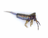 Humpbacked Springtail - Lepidocyrtus paradoxus This springtail was beautifully iridescent!<br />
<br />
Habitat: Found on skunk cabbage (Symplocarpus foetidus) in a shrub swamp. I brought it home to get a photo with my microscope, after cooling the springtail in the refrigerator for a few minutes. <br />
https://www.jungledragon.com/image/169050/springtail_-_lepidocyrtus_paradoxus.html<br />
https://www.jungledragon.com/image/169051/springtail_-_lepidocyrtus_paradoxus.html Collembola,Entomobryidae,Geotagged,Lepidocyrtus,Lepidocyrtus paradoxus,United States,springtail