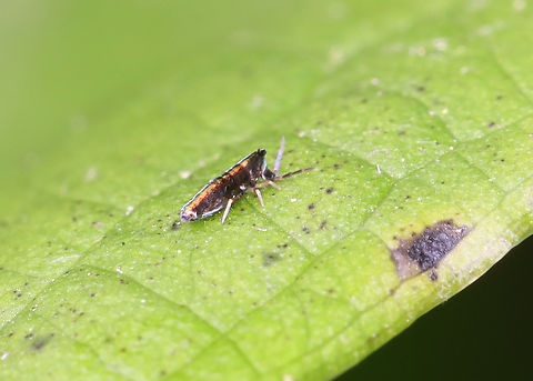 Springtail - Lepidocyrtus paradoxus This springtail was beautifully iridescent!

Habitat: Found on skunk cabbage (Symplocarpus foetidus) in a shrub swamp. I brought it home to get a photo with my microscope, after cooling the springtail in the refrigerator for a few minutes.
https://www.jungledragon.com/image/169050/springtail_-_lepidocyrtus_paradoxus.html
https://www.jungledragon.com/image/169051/springtail_-_lepidocyrtus_paradoxus.html Geotagged,Lepidocyrtus paradoxus,Spring,United States