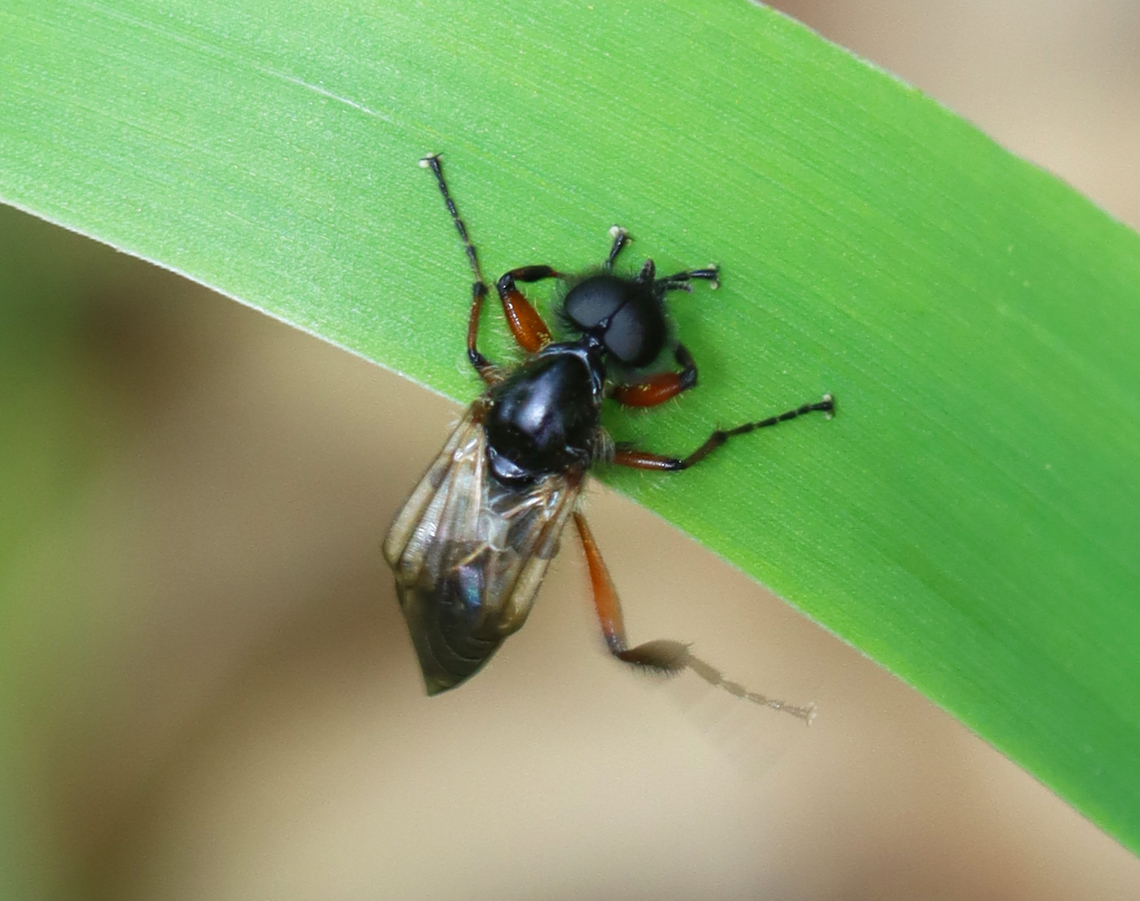 March Fly - Bibio articulatus Check out its hairy eyes! Bibio articulatus,Geotagged,Spring,United States,bibio,bibonidae,march fly