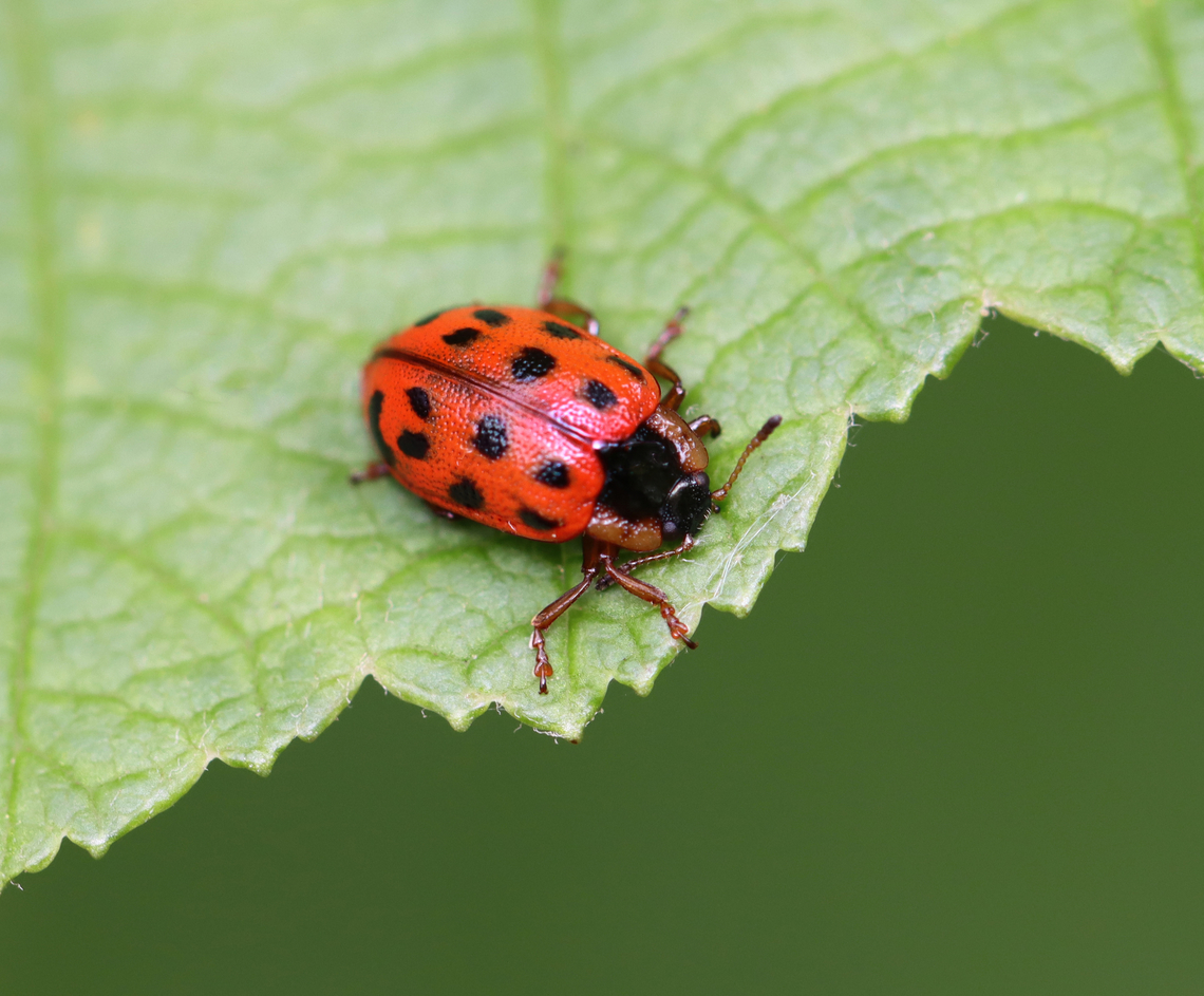 Leaf Beetle - Chrysomela mainensis Habitat: Shrub swamp Chrysomela,Chrysomela mainensis,Geotagged,Spring,United States,beetle,chrysomelidae,leaf beetle