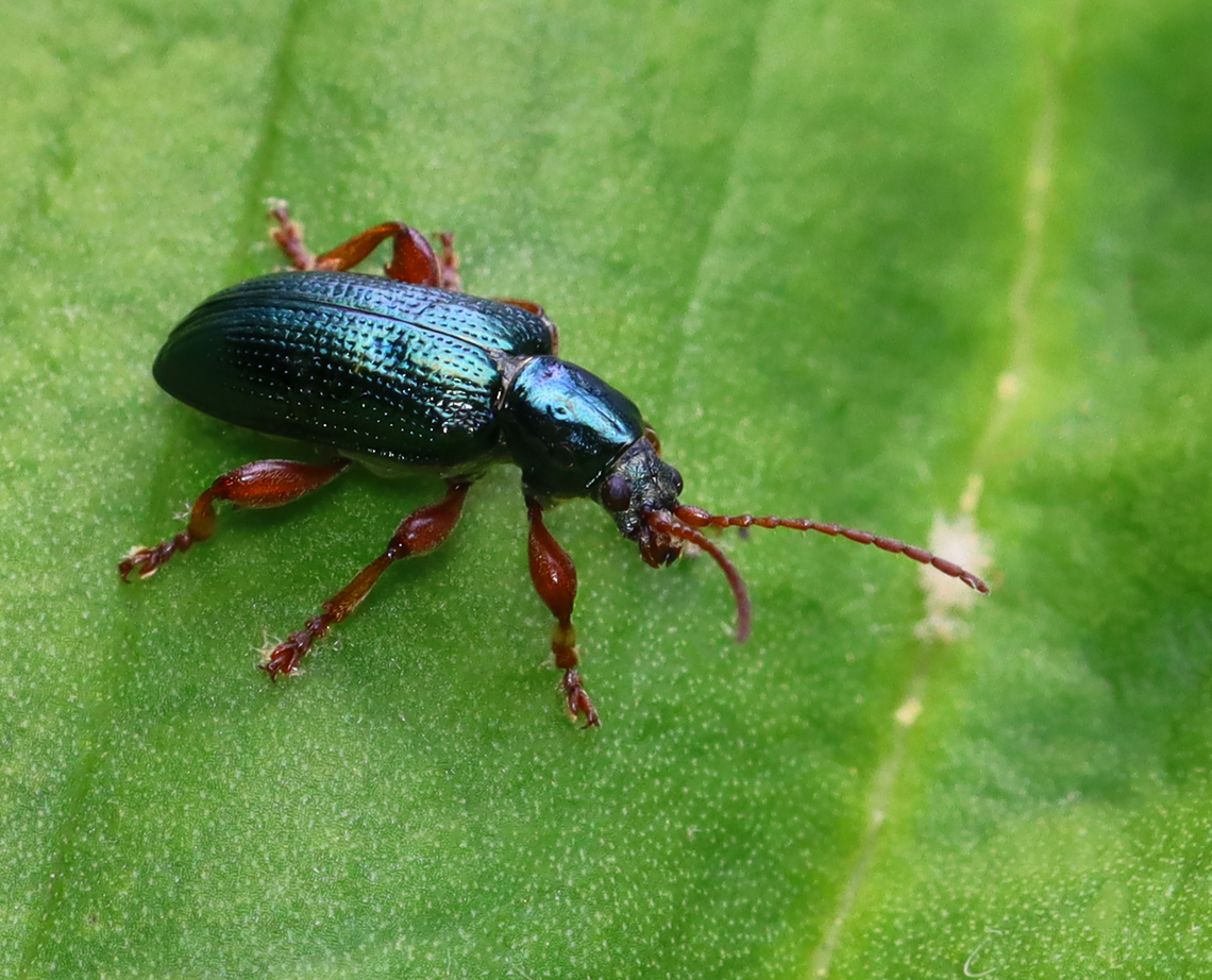 Aquatic Leaf Beetle - Plateumaris rufa Habitat: Shrub Swamp Chrysomelidae,Geotagged,Plateumaris,Plateumaris rufa,Spring,United States,aquatic leaf beetle,leaf beetle