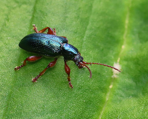 Aquatic Leaf Beetle - Plateumaris rufa Habitat: Shrub Swamp Chrysomelidae,Geotagged,Plateumaris,Plateumaris rufa,Spring,United States,aquatic leaf beetle,leaf beetle
