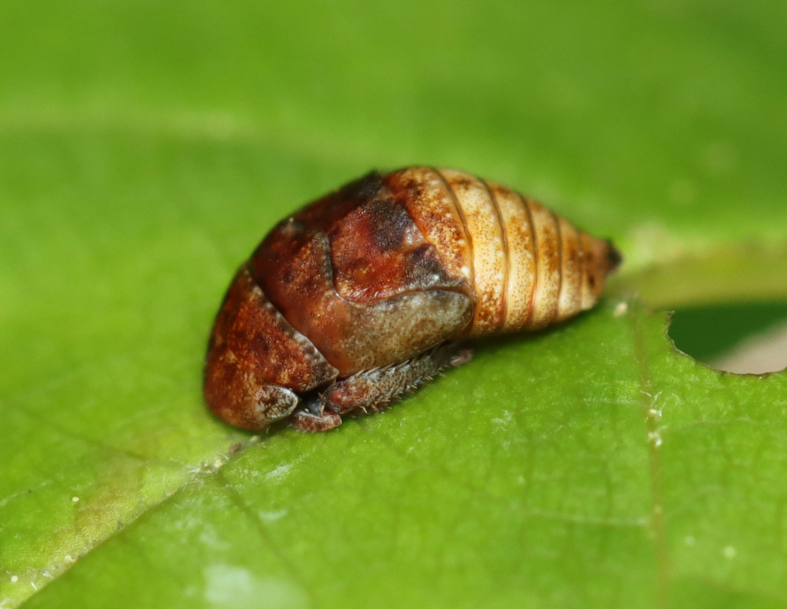 Leafhopper Nymph - Penthimia americana Habitat: Mixed forest Geotagged,Penthimia,Penthimia americana,Spring,United States,leafhopper,leafhopper nymph,nymph