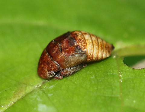 Leafhopper Nymph - Penthimia americana Habitat: Mixed forest Geotagged,Penthimia,Penthimia americana,Spring,United States,leafhopper,leafhopper nymph,nymph