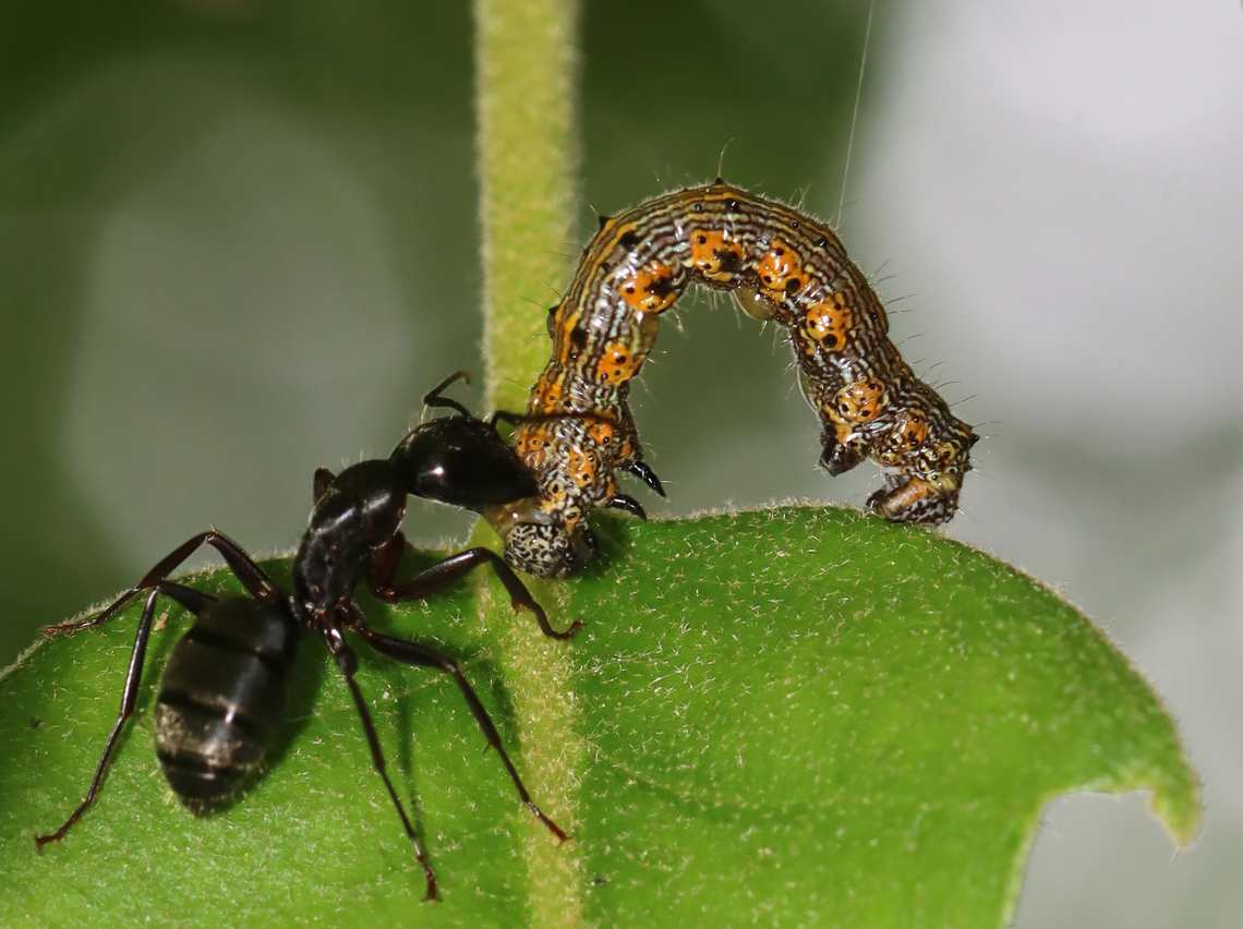 Spiny Looper (Phigalia titea) vs. Ant I saw dozens of these caterpillars on deciduous trees in this forest. They were everywhere. The caterpillar in this photo was have an unlucky day. It was still alive, battling the ant, but it was losing the fight and was leaking hemolymph (insect "blood") from multiple spots on its head and body.<br />
<br />
Habitat: Mixed forest Geotagged,Phigalia,Phigalia titea,Spiny looper,Spring,United States,caterpillar,larva