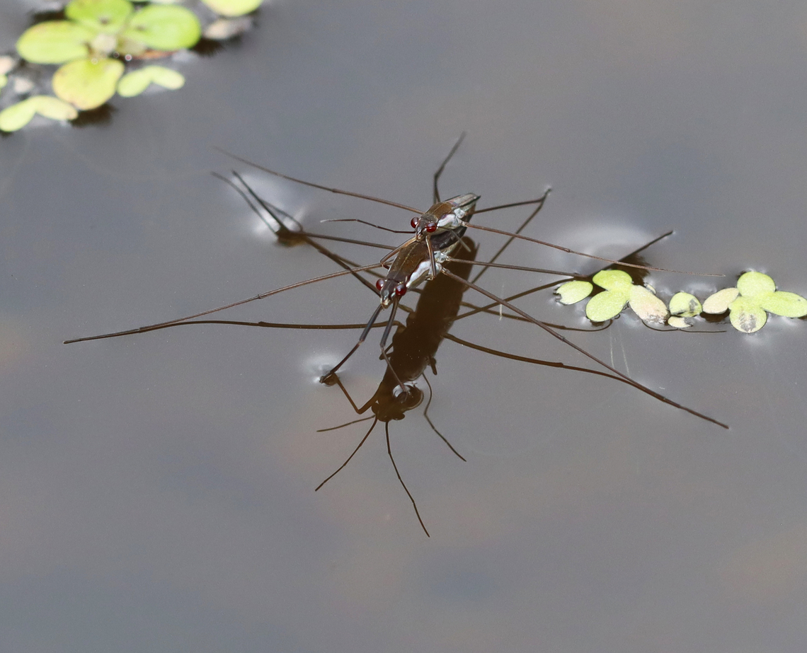 Water Striders - Limnoporus canaliculatus Habitat: Small woodland pond Geotagged,Gerridae,Limnoporus,Limnoporus canaliculatus,Summer,United States,water strider