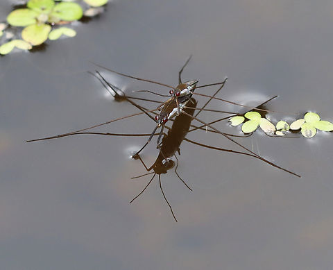 Water Striders - Limnoporus canaliculatus Habitat: Small woodland pond Geotagged,Gerridae,Limnoporus,Limnoporus canaliculatus,Summer,United States,water strider