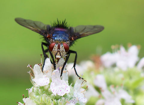 Bristle Fly - Juriniopsis adusta Habitat: Garden Geotagged,Juriniopsis,Juriniopsis adusta,Summer,United States,bristle fly,tachinidae