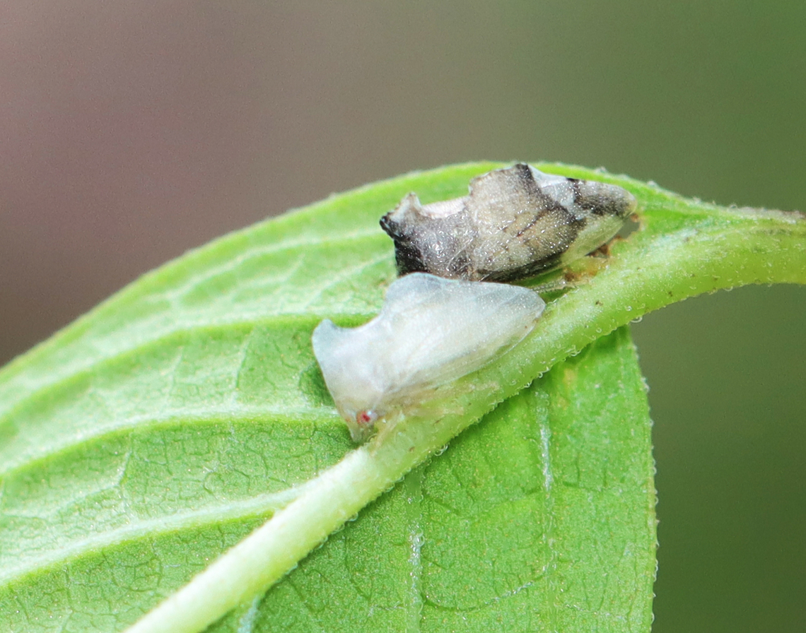 Keeled Treehoppers - Entylia carinata Teneral adults<br />
<br />
Habitat: Garden Entylia,Entylia carinata,Geotagged,Keeled Treehopper,Summer,Teneral,United States,treehopper
