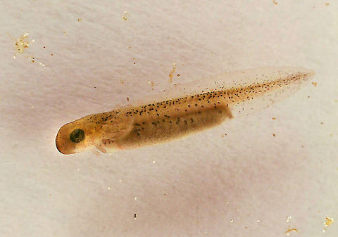 Spotted Salamander Eggs (Ambystoma maculatum) - Photo 3 Photo 1 - Egg mass still in the pond
Photo 2 - Collected Egg mass (I only brought one egg home, though)
Photo 3 - A larval salamander, a couple hours after hatching
Photo 4 - The same salamander, 2 days after hatching.

*I didn't rear it to adulthood because I released it back into the pond before it reached that point.

Habitat: Small woodland pond
https://www.jungledragon.com/image/169126/spotted_salamander_eggs_ambystoma_maculatum_-_photo_1.html
https://www.jungledragon.com/image/169125/spotted_salamander_eggs_ambystoma_maculatum_-_photo_2.html
https://www.jungledragon.com/image/169123/spotted_salamander_eggs_ambystoma_maculatum_-_photo_3.html
https://www.jungledragon.com/image/169124/spotted_salamander_eggs_ambystoma_maculatum_-_photo_4.html Ambystoma maculatum,Geotagged,Spotted salamander,United States