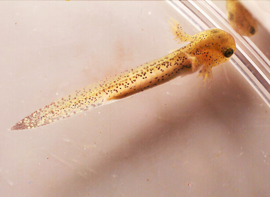 Spotted Salamander Eggs (Ambystoma maculatum) - Photo 4 Photo 1 - Egg mass still in the pond<br />
Photo 2 - Collected Egg mass (I only brought one egg home, though)<br />
Photo 3 - A larval salamander, a couple hours after hatching<br />
Photo 4 - The same salamander, 2 days after hatching.<br />
<br />
*I didn&#039;t rear it to adulthood because I released it back into the pond before it reached that point.<br />
<br />
Habitat: Small woodland pond<br />
<figure class="photo"><a href="https://www.jungledragon.com/image/169126/spotted_salamander_eggs_ambystoma_maculatum_-_photo_1.html" title="Spotted Salamander Eggs (Ambystoma maculatum) - Photo 1"><img src="https://s3.amazonaws.com/media.jungledragon.com/images/3232/169126_thumb.jpg?AWSAccessKeyId=05GMT0V3GWVNE7GGM1R2&Expires=1767225610&Signature=UeyJYj6simdCi5YcMlwYt456mTc%3D" width="200" height="160" alt="Spotted Salamander Eggs (Ambystoma maculatum) - Photo 1 Photo 1 - Egg mass still in the pond<br />
Photo 2 - Collected Egg mass (I only brought one egg home, though)<br />
Photo 3 - A larval salamander, a couple hours after hatching<br />
Photo 4 - The same salamander, 2 days after hatching. <br />
<br />
*I didn&#039;t rear it to adulthood because I released it back into the pond before it reached that point.<br />
<br />
Habitat: Small woodland pond<br />
https://www.jungledragon.com/image/169126/spotted_salamander_eggs_ambystoma_maculatum_-_photo_1.html<br />
https://www.jungledragon.com/image/169125/spotted_salamander_eggs_ambystoma_maculatum_-_photo_2.html<br />
https://www.jungledragon.com/image/169123/spotted_salamander_eggs_ambystoma_maculatum_-_photo_3.html<br />
https://www.jungledragon.com/image/169124/spotted_salamander_eggs_ambystoma_maculatum_-_photo_4.html Ambystoma maculatum,Ambystoma maculatum eggs,Geotagged,Spotted salamander,Spring,United States,eggs,salamander eggs" /></a></figure><br />
<figure class="photo"><a href="https://www.jungledragon.com/image/169125/spotted_salamander_eggs_ambystoma_maculatum_-_photo_2.html" title="Spotted Salamander Eggs (Ambystoma maculatum) - Photo 2"><img src="https://s3.amazonaws.com/media.jungledragon.com/images/3232/169125_thumb.jpg?AWSAccessKeyId=05GMT0V3GWVNE7GGM1R2&Expires=1767225610&Signature=IByBf0hyiBe25ZOCwrP%2BH1LQuEE%3D" width="200" height="134" alt="Spotted Salamander Eggs (Ambystoma maculatum) - Photo 2 Photo 1 - Egg mass still in the pond<br />
Photo 2 - Collected Egg mass (I only brought one egg home, though)<br />
Photo 3 - A larval salamander, a couple hours after hatching<br />
Photo 4 - The same salamander, 2 days after hatching.<br />
<br />
*I didn&#039;t rear it to adulthood because I released it back into the pond before it reached that point.<br />
<br />
Habitat: Small woodland pond<br />
https://www.jungledragon.com/image/169126/spotted_salamander_eggs_ambystoma_maculatum_-_photo_1.html<br />
https://www.jungledragon.com/image/169125/spotted_salamander_eggs_ambystoma_maculatum_-_photo_2.html<br />
https://www.jungledragon.com/image/169123/spotted_salamander_eggs_ambystoma_maculatum_-_photo_3.html<br />
https://www.jungledragon.com/image/169124/spotted_salamander_eggs_ambystoma_maculatum_-_photo_4.html Ambystoma maculatum,Geotagged,Spotted salamander,Spring,United States" /></a></figure><br />
<figure class="photo"><a href="https://www.jungledragon.com/image/169123/spotted_salamander_eggs_ambystoma_maculatum_-_photo_3.html" title="Spotted Salamander Eggs (Ambystoma maculatum) - Photo 3"><img src="https://s3.amazonaws.com/media.jungledragon.com/images/3232/169123_thumb.jpg?AWSAccessKeyId=05GMT0V3GWVNE7GGM1R2&Expires=1767225610&Signature=ylzu%2FW2ov11HSBPRJENOmxn5KqQ%3D" width="200" height="142" alt="Spotted Salamander Eggs (Ambystoma maculatum) - Photo 3 Photo 1 - Egg mass still in the pond<br />
Photo 2 - Collected Egg mass (I only brought one egg home, though)<br />
Photo 3 - A larval salamander, a couple hours after hatching<br />
Photo 4 - The same salamander, 2 days after hatching.<br />
<br />
*I didn&#039;t rear it to adulthood because I released it back into the pond before it reached that point.<br />
<br />
Habitat: Small woodland pond<br />
https://www.jungledragon.com/image/169126/spotted_salamander_eggs_ambystoma_maculatum_-_photo_1.html<br />
https://www.jungledragon.com/image/169125/spotted_salamander_eggs_ambystoma_maculatum_-_photo_2.html<br />
https://www.jungledragon.com/image/169123/spotted_salamander_eggs_ambystoma_maculatum_-_photo_3.html<br />
https://www.jungledragon.com/image/169124/spotted_salamander_eggs_ambystoma_maculatum_-_photo_4.html Ambystoma maculatum,Geotagged,Spotted salamander,United States" /></a></figure><br />
<figure class="photo"><a href="https://www.jungledragon.com/image/169124/spotted_salamander_eggs_ambystoma_maculatum_-_photo_4.html" title="Spotted Salamander Eggs (Ambystoma maculatum) - Photo 4"><img src="https://s3.amazonaws.com/media.jungledragon.com/images/3232/169124_thumb.jpg?AWSAccessKeyId=05GMT0V3GWVNE7GGM1R2&Expires=1767225610&Signature=BSggG4%2B%2F6OSi0n1SoPGwbL1W7II%3D" width="200" height="148" alt="Spotted Salamander Eggs (Ambystoma maculatum) - Photo 4 Photo 1 - Egg mass still in the pond<br />
Photo 2 - Collected Egg mass (I only brought one egg home, though)<br />
Photo 3 - A larval salamander, a couple hours after hatching<br />
Photo 4 - The same salamander, 2 days after hatching.<br />
<br />
*I didn&#039;t rear it to adulthood because I released it back into the pond before it reached that point.<br />
<br />
Habitat: Small woodland pond<br />
https://www.jungledragon.com/image/169126/spotted_salamander_eggs_ambystoma_maculatum_-_photo_1.html<br />
https://www.jungledragon.com/image/169125/spotted_salamander_eggs_ambystoma_maculatum_-_photo_2.html<br />
https://www.jungledragon.com/image/169123/spotted_salamander_eggs_ambystoma_maculatum_-_photo_3.html<br />
https://www.jungledragon.com/image/169124/spotted_salamander_eggs_ambystoma_maculatum_-_photo_4.html Ambystoma maculatum,Geotagged,Spotted salamander,United States" /></a></figure> Ambystoma maculatum,Geotagged,Spotted salamander,United States