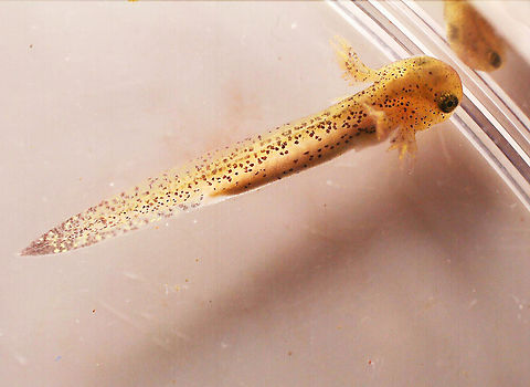 Spotted Salamander Eggs (Ambystoma maculatum) - Photo 4 Photo 1 - Egg mass still in the pond
Photo 2 - Collected Egg mass (I only brought one egg home, though)
Photo 3 - A larval salamander, a couple hours after hatching
Photo 4 - The same salamander, 2 days after hatching.

*I didn't rear it to adulthood because I released it back into the pond before it reached that point.

Habitat: Small woodland pond
https://www.jungledragon.com/image/169126/spotted_salamander_eggs_ambystoma_maculatum_-_photo_1.html
https://www.jungledragon.com/image/169125/spotted_salamander_eggs_ambystoma_maculatum_-_photo_2.html
https://www.jungledragon.com/image/169123/spotted_salamander_eggs_ambystoma_maculatum_-_photo_3.html
https://www.jungledragon.com/image/169124/spotted_salamander_eggs_ambystoma_maculatum_-_photo_4.html Ambystoma maculatum,Geotagged,Spotted salamander,United States