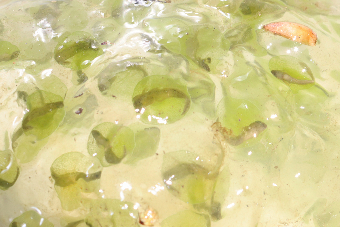 Spotted Salamander Eggs (Ambystoma maculatum) - Photo 2 Photo 1 - Egg mass still in the pond<br />
Photo 2 - Collected Egg mass (I only brought one egg home, though)<br />
Photo 3 - A larval salamander, a couple hours after hatching<br />
Photo 4 - The same salamander, 2 days after hatching.<br />
<br />
*I didn&#039;t rear it to adulthood because I released it back into the pond before it reached that point.<br />
<br />
Habitat: Small woodland pond<br />
<figure class="photo"><a href="https://www.jungledragon.com/image/169126/spotted_salamander_eggs_ambystoma_maculatum_-_photo_1.html" title="Spotted Salamander Eggs (Ambystoma maculatum) - Photo 1"><img src="https://s3.amazonaws.com/media.jungledragon.com/images/3232/169126_thumb.jpg?AWSAccessKeyId=05GMT0V3GWVNE7GGM1R2&Expires=1767225610&Signature=UeyJYj6simdCi5YcMlwYt456mTc%3D" width="200" height="160" alt="Spotted Salamander Eggs (Ambystoma maculatum) - Photo 1 Photo 1 - Egg mass still in the pond<br />
Photo 2 - Collected Egg mass (I only brought one egg home, though)<br />
Photo 3 - A larval salamander, a couple hours after hatching<br />
Photo 4 - The same salamander, 2 days after hatching. <br />
<br />
*I didn&#039;t rear it to adulthood because I released it back into the pond before it reached that point.<br />
<br />
Habitat: Small woodland pond<br />
https://www.jungledragon.com/image/169126/spotted_salamander_eggs_ambystoma_maculatum_-_photo_1.html<br />
https://www.jungledragon.com/image/169125/spotted_salamander_eggs_ambystoma_maculatum_-_photo_2.html<br />
https://www.jungledragon.com/image/169123/spotted_salamander_eggs_ambystoma_maculatum_-_photo_3.html<br />
https://www.jungledragon.com/image/169124/spotted_salamander_eggs_ambystoma_maculatum_-_photo_4.html Ambystoma maculatum,Ambystoma maculatum eggs,Geotagged,Spotted salamander,Spring,United States,eggs,salamander eggs" /></a></figure><br />
<figure class="photo"><a href="https://www.jungledragon.com/image/169125/spotted_salamander_eggs_ambystoma_maculatum_-_photo_2.html" title="Spotted Salamander Eggs (Ambystoma maculatum) - Photo 2"><img src="https://s3.amazonaws.com/media.jungledragon.com/images/3232/169125_thumb.jpg?AWSAccessKeyId=05GMT0V3GWVNE7GGM1R2&Expires=1767225610&Signature=IByBf0hyiBe25ZOCwrP%2BH1LQuEE%3D" width="200" height="134" alt="Spotted Salamander Eggs (Ambystoma maculatum) - Photo 2 Photo 1 - Egg mass still in the pond<br />
Photo 2 - Collected Egg mass (I only brought one egg home, though)<br />
Photo 3 - A larval salamander, a couple hours after hatching<br />
Photo 4 - The same salamander, 2 days after hatching.<br />
<br />
*I didn&#039;t rear it to adulthood because I released it back into the pond before it reached that point.<br />
<br />
Habitat: Small woodland pond<br />
https://www.jungledragon.com/image/169126/spotted_salamander_eggs_ambystoma_maculatum_-_photo_1.html<br />
https://www.jungledragon.com/image/169125/spotted_salamander_eggs_ambystoma_maculatum_-_photo_2.html<br />
https://www.jungledragon.com/image/169123/spotted_salamander_eggs_ambystoma_maculatum_-_photo_3.html<br />
https://www.jungledragon.com/image/169124/spotted_salamander_eggs_ambystoma_maculatum_-_photo_4.html Ambystoma maculatum,Geotagged,Spotted salamander,Spring,United States" /></a></figure><br />
<figure class="photo"><a href="https://www.jungledragon.com/image/169123/spotted_salamander_eggs_ambystoma_maculatum_-_photo_3.html" title="Spotted Salamander Eggs (Ambystoma maculatum) - Photo 3"><img src="https://s3.amazonaws.com/media.jungledragon.com/images/3232/169123_thumb.jpg?AWSAccessKeyId=05GMT0V3GWVNE7GGM1R2&Expires=1767225610&Signature=ylzu%2FW2ov11HSBPRJENOmxn5KqQ%3D" width="200" height="142" alt="Spotted Salamander Eggs (Ambystoma maculatum) - Photo 3 Photo 1 - Egg mass still in the pond<br />
Photo 2 - Collected Egg mass (I only brought one egg home, though)<br />
Photo 3 - A larval salamander, a couple hours after hatching<br />
Photo 4 - The same salamander, 2 days after hatching.<br />
<br />
*I didn&#039;t rear it to adulthood because I released it back into the pond before it reached that point.<br />
<br />
Habitat: Small woodland pond<br />
https://www.jungledragon.com/image/169126/spotted_salamander_eggs_ambystoma_maculatum_-_photo_1.html<br />
https://www.jungledragon.com/image/169125/spotted_salamander_eggs_ambystoma_maculatum_-_photo_2.html<br />
https://www.jungledragon.com/image/169123/spotted_salamander_eggs_ambystoma_maculatum_-_photo_3.html<br />
https://www.jungledragon.com/image/169124/spotted_salamander_eggs_ambystoma_maculatum_-_photo_4.html Ambystoma maculatum,Geotagged,Spotted salamander,United States" /></a></figure><br />
<figure class="photo"><a href="https://www.jungledragon.com/image/169124/spotted_salamander_eggs_ambystoma_maculatum_-_photo_4.html" title="Spotted Salamander Eggs (Ambystoma maculatum) - Photo 4"><img src="https://s3.amazonaws.com/media.jungledragon.com/images/3232/169124_thumb.jpg?AWSAccessKeyId=05GMT0V3GWVNE7GGM1R2&Expires=1767225610&Signature=BSggG4%2B%2F6OSi0n1SoPGwbL1W7II%3D" width="200" height="148" alt="Spotted Salamander Eggs (Ambystoma maculatum) - Photo 4 Photo 1 - Egg mass still in the pond<br />
Photo 2 - Collected Egg mass (I only brought one egg home, though)<br />
Photo 3 - A larval salamander, a couple hours after hatching<br />
Photo 4 - The same salamander, 2 days after hatching.<br />
<br />
*I didn&#039;t rear it to adulthood because I released it back into the pond before it reached that point.<br />
<br />
Habitat: Small woodland pond<br />
https://www.jungledragon.com/image/169126/spotted_salamander_eggs_ambystoma_maculatum_-_photo_1.html<br />
https://www.jungledragon.com/image/169125/spotted_salamander_eggs_ambystoma_maculatum_-_photo_2.html<br />
https://www.jungledragon.com/image/169123/spotted_salamander_eggs_ambystoma_maculatum_-_photo_3.html<br />
https://www.jungledragon.com/image/169124/spotted_salamander_eggs_ambystoma_maculatum_-_photo_4.html Ambystoma maculatum,Geotagged,Spotted salamander,United States" /></a></figure> Ambystoma maculatum,Geotagged,Spotted salamander,Spring,United States