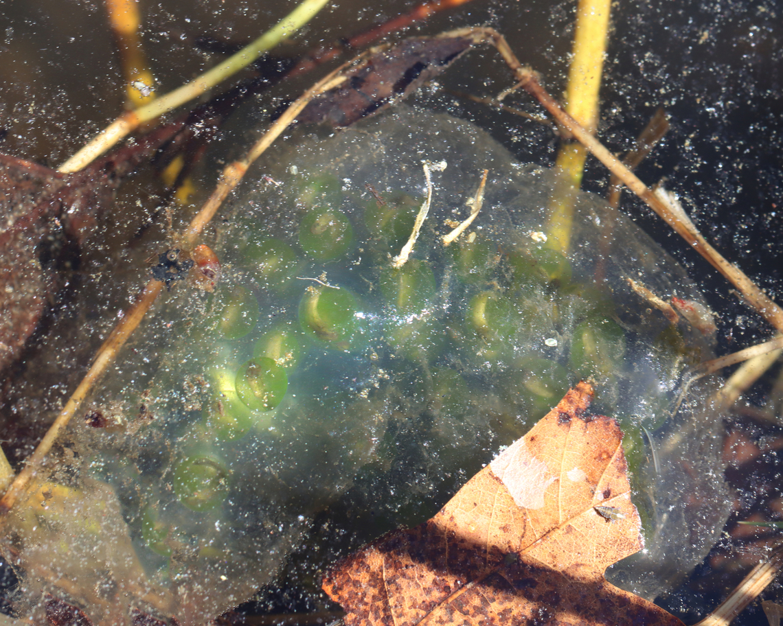 Spotted Salamander Eggs (Ambystoma maculatum) - Photo 1 Photo 1 - Egg mass still in the pond<br />
Photo 2 - Collected Egg mass (I only brought one egg home, though)<br />
Photo 3 - A larval salamander, a couple hours after hatching<br />
Photo 4 - The same salamander, 2 days after hatching. <br />
<br />
*I didn't rear it to adulthood because I released it back into the pond before it reached that point.<br />
<br />
Habitat: Small woodland pond<br />
<figure class="photo"><a href="https://www.jungledragon.com/image/169126/spotted_salamander_eggs_ambystoma_maculatum_-_photo_1.html" title="Spotted Salamander Eggs (Ambystoma maculatum) - Photo 1"><img src="https://s3.amazonaws.com/media.jungledragon.com/images/3232/169126_thumb.jpg?AWSAccessKeyId=05GMT0V3GWVNE7GGM1R2&Expires=1759968010&Signature=GUKU0vGEPUlVA8RfNPym37b%2Fogk%3D" width="200" height="160" alt="Spotted Salamander Eggs (Ambystoma maculatum) - Photo 1 Photo 1 - Egg mass still in the pond<br />
Photo 2 - Collected Egg mass (I only brought one egg home, though)<br />
Photo 3 - A larval salamander, a couple hours after hatching<br />
Photo 4 - The same salamander, 2 days after hatching. <br />
<br />
*I didn't rear it to adulthood because I released it back into the pond before it reached that point.<br />
<br />
Habitat: Small woodland pond<br />
https://www.jungledragon.com/image/169126/spotted_salamander_eggs_ambystoma_maculatum_-_photo_1.html<br />
https://www.jungledragon.com/image/169125/spotted_salamander_eggs_ambystoma_maculatum_-_photo_2.html<br />
https://www.jungledragon.com/image/169123/spotted_salamander_eggs_ambystoma_maculatum_-_photo_3.html<br />
https://www.jungledragon.com/image/169124/spotted_salamander_eggs_ambystoma_maculatum_-_photo_4.html Ambystoma maculatum,Ambystoma maculatum eggs,Geotagged,Spotted salamander,Spring,United States,eggs,salamander eggs" /></a></figure><br />
<figure class="photo"><a href="https://www.jungledragon.com/image/169125/spotted_salamander_eggs_ambystoma_maculatum_-_photo_2.html" title="Spotted Salamander Eggs (Ambystoma maculatum) - Photo 2"><img src="https://s3.amazonaws.com/media.jungledragon.com/images/3232/169125_thumb.jpg?AWSAccessKeyId=05GMT0V3GWVNE7GGM1R2&Expires=1759968010&Signature=x9FFCxl4o55CZLax4lx9gtNuok8%3D" width="200" height="134" alt="Spotted Salamander Eggs (Ambystoma maculatum) - Photo 2 Photo 1 - Egg mass still in the pond<br />
Photo 2 - Collected Egg mass (I only brought one egg home, though)<br />
Photo 3 - A larval salamander, a couple hours after hatching<br />
Photo 4 - The same salamander, 2 days after hatching.<br />
<br />
*I didn't rear it to adulthood because I released it back into the pond before it reached that point.<br />
<br />
Habitat: Small woodland pond<br />
https://www.jungledragon.com/image/169126/spotted_salamander_eggs_ambystoma_maculatum_-_photo_1.html<br />
https://www.jungledragon.com/image/169125/spotted_salamander_eggs_ambystoma_maculatum_-_photo_2.html<br />
https://www.jungledragon.com/image/169123/spotted_salamander_eggs_ambystoma_maculatum_-_photo_3.html<br />
https://www.jungledragon.com/image/169124/spotted_salamander_eggs_ambystoma_maculatum_-_photo_4.html Ambystoma maculatum,Geotagged,Spotted salamander,Spring,United States" /></a></figure><br />
<figure class="photo"><a href="https://www.jungledragon.com/image/169123/spotted_salamander_eggs_ambystoma_maculatum_-_photo_3.html" title="Spotted Salamander Eggs (Ambystoma maculatum) - Photo 3"><img src="https://s3.amazonaws.com/media.jungledragon.com/images/3232/169123_thumb.jpg?AWSAccessKeyId=05GMT0V3GWVNE7GGM1R2&Expires=1759968010&Signature=n3fuzK6EB%2FB5vZ3rAp8rYhadlR0%3D" width="200" height="142" alt="Spotted Salamander Eggs (Ambystoma maculatum) - Photo 3 Photo 1 - Egg mass still in the pond<br />
Photo 2 - Collected Egg mass (I only brought one egg home, though)<br />
Photo 3 - A larval salamander, a couple hours after hatching<br />
Photo 4 - The same salamander, 2 days after hatching.<br />
<br />
*I didn't rear it to adulthood because I released it back into the pond before it reached that point.<br />
<br />
Habitat: Small woodland pond<br />
https://www.jungledragon.com/image/169126/spotted_salamander_eggs_ambystoma_maculatum_-_photo_1.html<br />
https://www.jungledragon.com/image/169125/spotted_salamander_eggs_ambystoma_maculatum_-_photo_2.html<br />
https://www.jungledragon.com/image/169123/spotted_salamander_eggs_ambystoma_maculatum_-_photo_3.html<br />
https://www.jungledragon.com/image/169124/spotted_salamander_eggs_ambystoma_maculatum_-_photo_4.html Ambystoma maculatum,Geotagged,Spotted salamander,United States" /></a></figure><br />
<figure class="photo"><a href="https://www.jungledragon.com/image/169124/spotted_salamander_eggs_ambystoma_maculatum_-_photo_4.html" title="Spotted Salamander Eggs (Ambystoma maculatum) - Photo 4"><img src="https://s3.amazonaws.com/media.jungledragon.com/images/3232/169124_thumb.jpg?AWSAccessKeyId=05GMT0V3GWVNE7GGM1R2&Expires=1759968010&Signature=i3GCnIuvSPcMxQo2c6tZE7LLTOg%3D" width="200" height="148" alt="Spotted Salamander Eggs (Ambystoma maculatum) - Photo 4 Photo 1 - Egg mass still in the pond<br />
Photo 2 - Collected Egg mass (I only brought one egg home, though)<br />
Photo 3 - A larval salamander, a couple hours after hatching<br />
Photo 4 - The same salamander, 2 days after hatching.<br />
<br />
*I didn't rear it to adulthood because I released it back into the pond before it reached that point.<br />
<br />
Habitat: Small woodland pond<br />
https://www.jungledragon.com/image/169126/spotted_salamander_eggs_ambystoma_maculatum_-_photo_1.html<br />
https://www.jungledragon.com/image/169125/spotted_salamander_eggs_ambystoma_maculatum_-_photo_2.html<br />
https://www.jungledragon.com/image/169123/spotted_salamander_eggs_ambystoma_maculatum_-_photo_3.html<br />
https://www.jungledragon.com/image/169124/spotted_salamander_eggs_ambystoma_maculatum_-_photo_4.html Ambystoma maculatum,Geotagged,Spotted salamander,United States" /></a></figure> Ambystoma maculatum,Ambystoma maculatum eggs,Geotagged,Spotted salamander,Spring,United States,eggs,salamander eggs