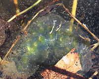 Spotted Salamander Eggs (Ambystoma maculatum) - Photo 1 Photo 1 - Egg mass still in the pond<br />
Photo 2 - Collected Egg mass (I only brought one egg home, though)<br />
Photo 3 - A larval salamander, a couple hours after hatching<br />
Photo 4 - The same salamander, 2 days after hatching. <br />
<br />
*I didn't rear it to adulthood because I released it back into the pond before it reached that point.<br />
<br />
Habitat: Small woodland pond<br />
https://www.jungledragon.com/image/169126/spotted_salamander_eggs_ambystoma_maculatum_-_photo_1.html<br />
https://www.jungledragon.com/image/169125/spotted_salamander_eggs_ambystoma_maculatum_-_photo_2.html<br />
https://www.jungledragon.com/image/169123/spotted_salamander_eggs_ambystoma_maculatum_-_photo_3.html<br />
https://www.jungledragon.com/image/169124/spotted_salamander_eggs_ambystoma_maculatum_-_photo_4.html Ambystoma maculatum,Ambystoma maculatum eggs,Geotagged,Spotted salamander,Spring,United States,eggs,salamander eggs