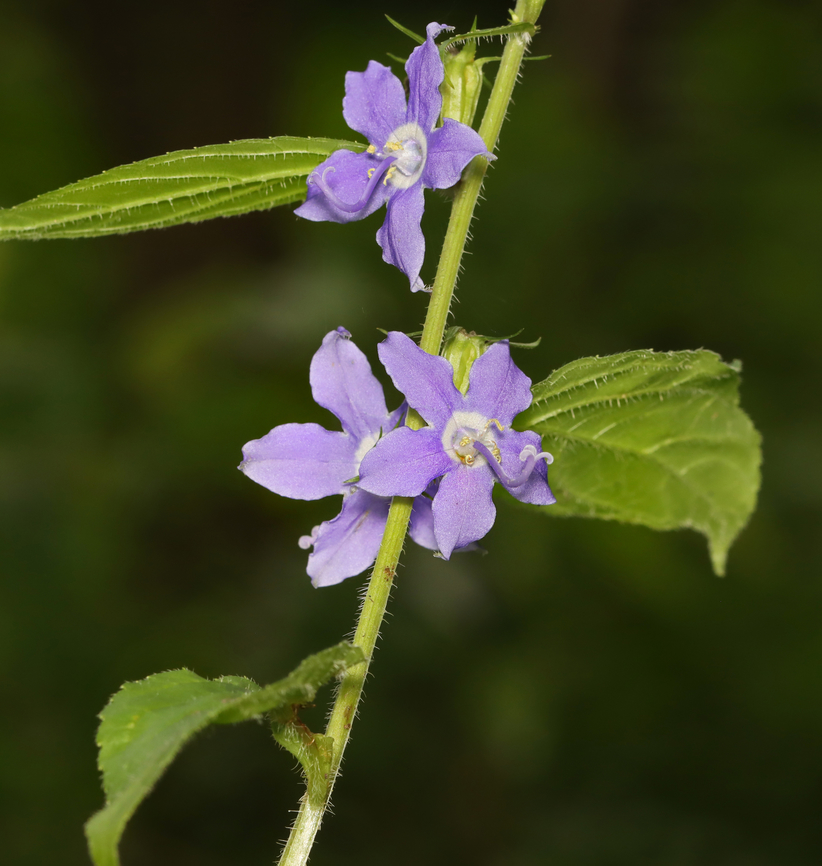 American Bellflower - Campanulastrum americanum Habitat: Mixed forest American bellflower,Campanula americana,Campanulastrum,Geotagged,Summer,United States