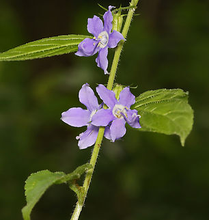 American Bellflower - Campanulastrum americanum Habitat: Mixed forest American bellflower,Campanula americana,Campanulastrum,Geotagged,Summer,United States