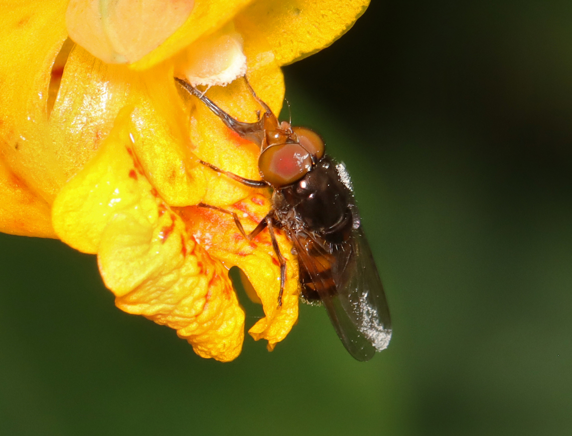 Snout Fly - Rhingia nasica Habitat: Mixed forest/meadow edge Geotagged,Rhingia,Rhingia nasica,Summer,United States,snout fly