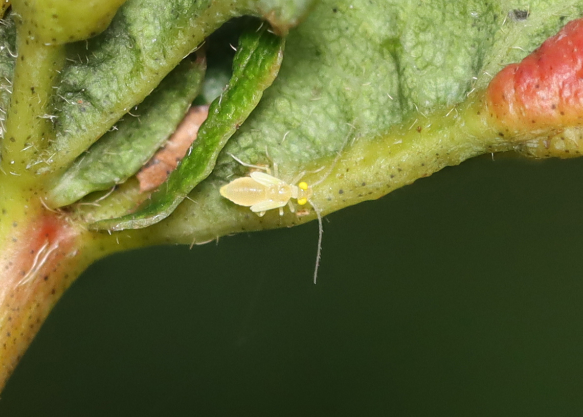 Barklouse Nymph - Xanthocaecilius sommermanae Wee beastie examining some leaf galls.<br />
<br />
Habitat: Deciduous forest Geotagged,Summer,United States,Xanthocaecilius,Xanthocaecilius sommermanae,barklice,barklouse,nymph