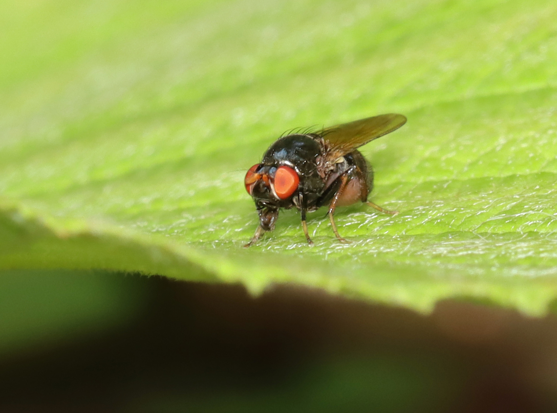 Xenochaetina flavipennis *Tentative species ID<br />
<br />
Habitat: Shrub swamp/forest edge Geotagged,Summer,United States,Xenochaetina,Xenochaetina flavipennis,fly,lauxaniidae