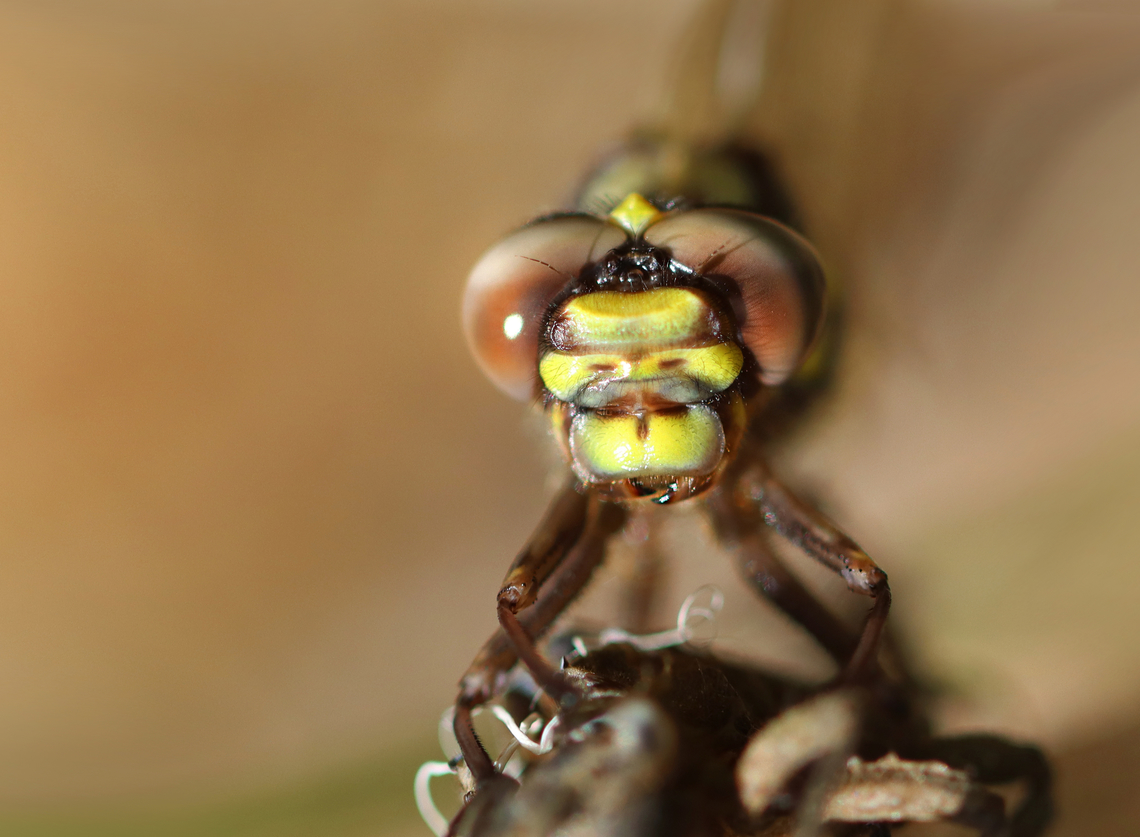 Teneral Dragonfly - Anisoptera Perched on its exuvia after undergoing ecdysis and still in the process of hardening/darkening to its adult colors.<br />
<br />
Habitat: Small woodland pond<br />
<figure class="photo"><a href="https://www.jungledragon.com/image/169210/teneral_dragonfly_-_anisoptera.html" title="Teneral Dragonfly - Anisoptera"><img src="https://s3.amazonaws.com/media.jungledragon.com/images/3232/169210_thumb.jpg?AWSAccessKeyId=05GMT0V3GWVNE7GGM1R2&Expires=1759968010&Signature=ym0OPCHHHqgb6CRVdRu7A0590sY%3D" width="122" height="152" alt="Teneral Dragonfly - Anisoptera Perched on its exuvia after undergoing ecdysis and still in the process of hardening/darkening to its adult colors. <br />
<br />
Habitat: Small woodland pond <br />
https://www.jungledragon.com/image/169209/teneral_dragonfly_-_anisoptera.html Geotagged,Spring,United States,anisoptera,dragonfly,exuvia,teneral,teneral dragonfly" /></a></figure> Geotagged,Spring,United States