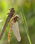 Teneral Dragonfly - Anisoptera Perched on its exuvia after undergoing ecdysis and still in the process of hardening/darkening to its adult colors. <br />
<br />
Habitat: Small woodland pond <br />
https://www.jungledragon.com/image/169209/teneral_dragonfly_-_anisoptera.html Geotagged,Spring,United States,anisoptera,dragonfly,exuvia,teneral,teneral dragonfly
