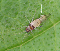Spotted Elm Aphid (Asexual adult giving live birth) - Tinocallis saltans I collected a nymph on 5/19/25, along with some elm leaves, to rear to adulthood. It reached adulthood on 5/25/25 and gave birth to 5 nymphs on 5/27/25. <br />
<br />
Host: Ulmus sp.<br />
<br />
There wasn't much visible action, but here are a couple videos of the process:<br />
<br />
https://youtu.be/iadjpns94xU<br />
<br />
https://youtu.be/F-LMutqIr90<br />
<br />
https://www.jungledragon.com/image/169213/spotted_elm_aphid_nymph_-_tinocallis_saltans.html<br />
https://www.jungledragon.com/image/169211/spotted_elm_aphid_asexual_adult_giving_live_birth_-_tinocallis_saltans.html<br />
https://www.jungledragon.com/image/169212/spotted_elm_aphid_asexual_adult_giving_live_birth_-_tinocallis_saltans.html Geotagged,Parthenogenesis,Spotted elm aphid,Tinocallis saltans,United States,aphid,live birth